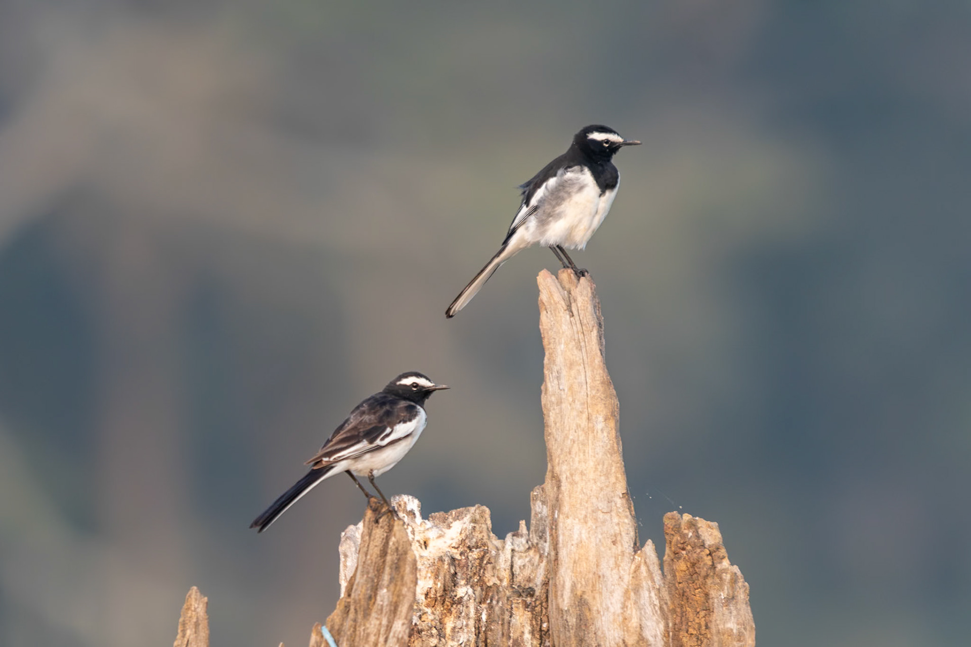 White-browed Wagtail, Nagarahole