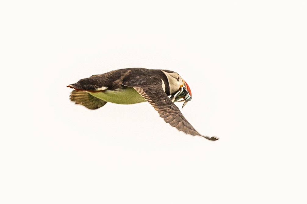 Puffin, Farne Islands, United Kingdom