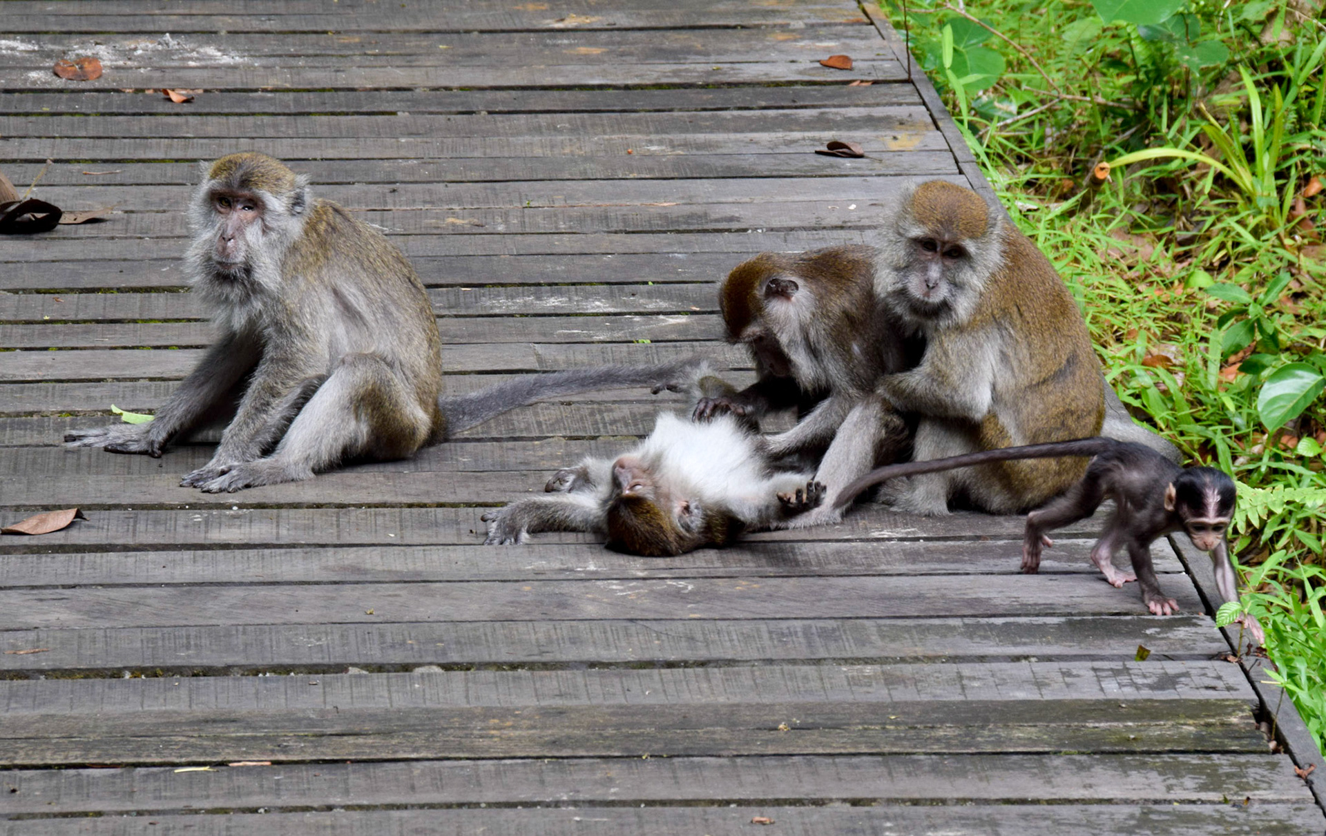 Crab-eating macaques, Bako National Park, Malaysia
