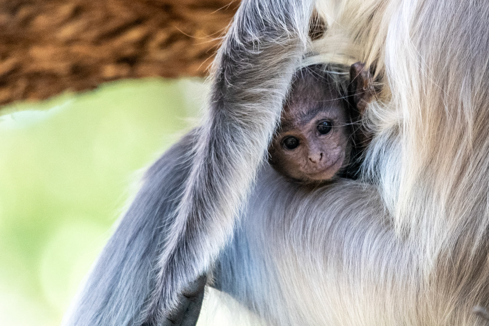 Baby Gray Langur, Nagarahole, India