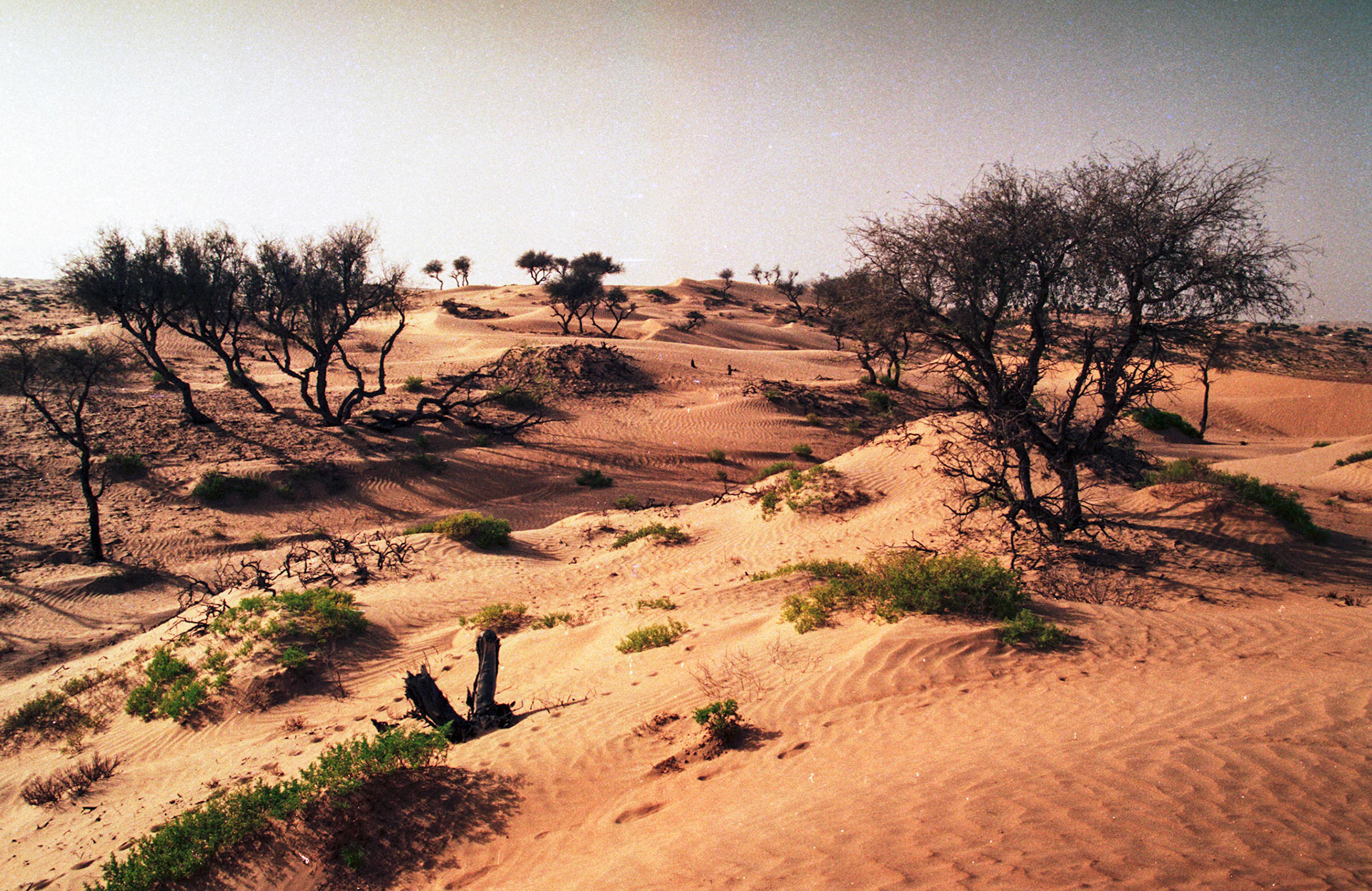 "Woodlands", Wahiba Sands