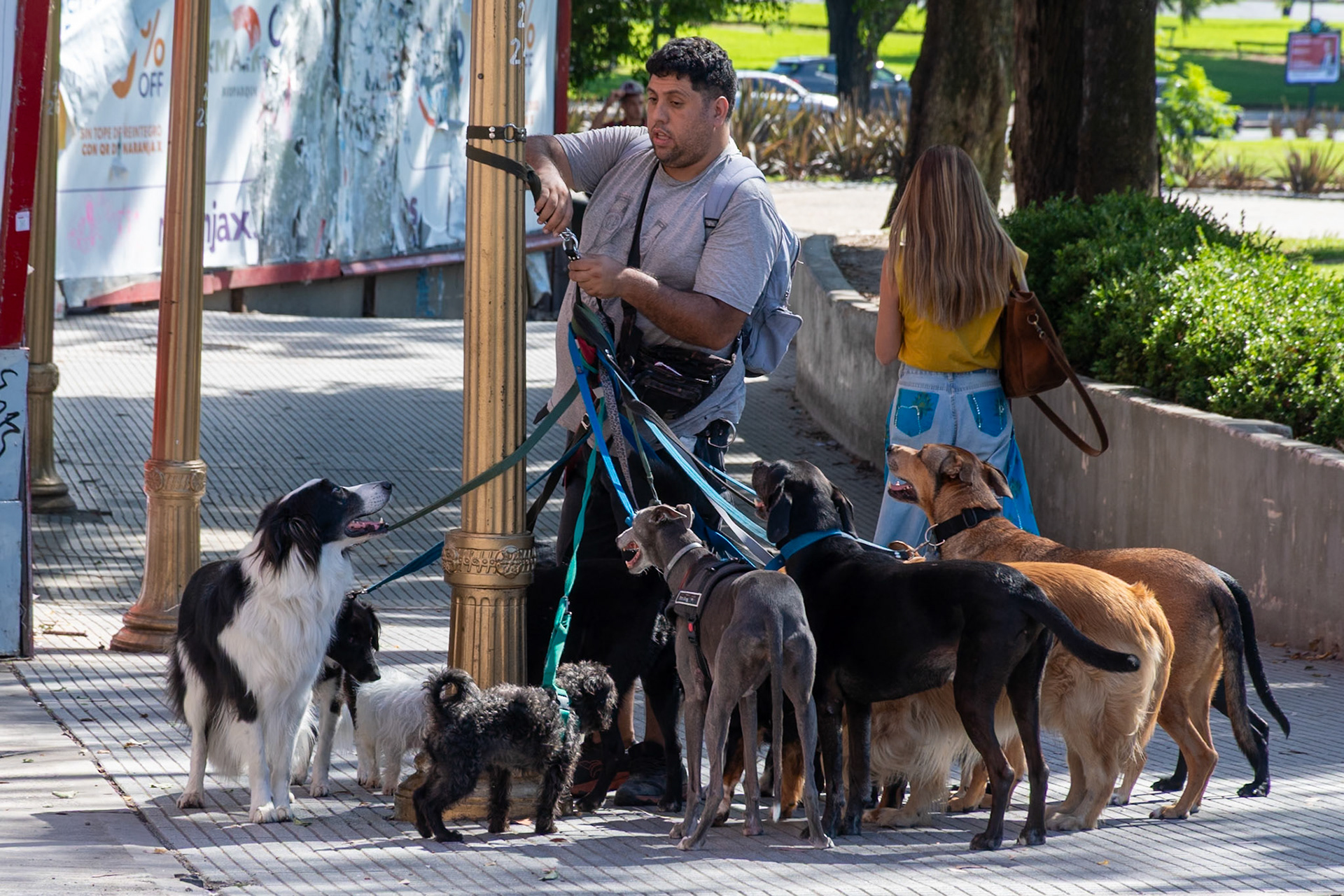 Dog walker, Buenos Aires, Argentina