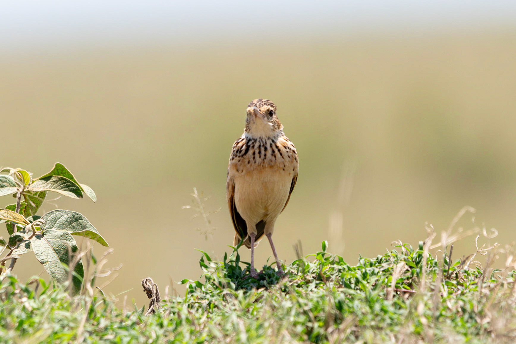 Red-winged Lark, Serengeti