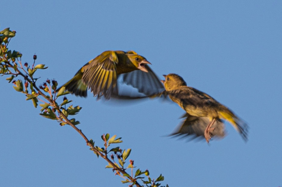 Greenfinches, Ham Lands, United Kingdom