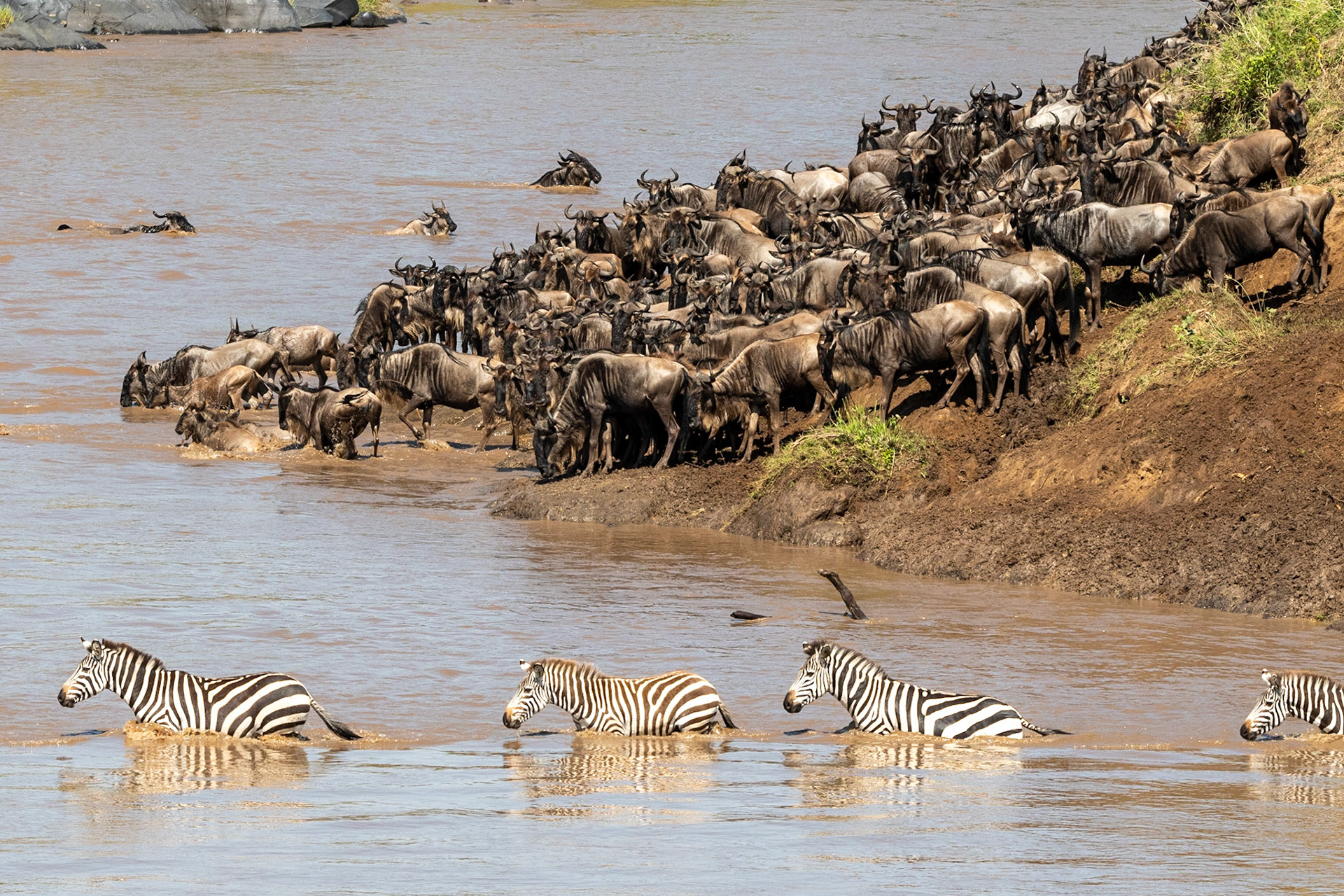 Wildebeests crossing Mara River, Maasai Mara