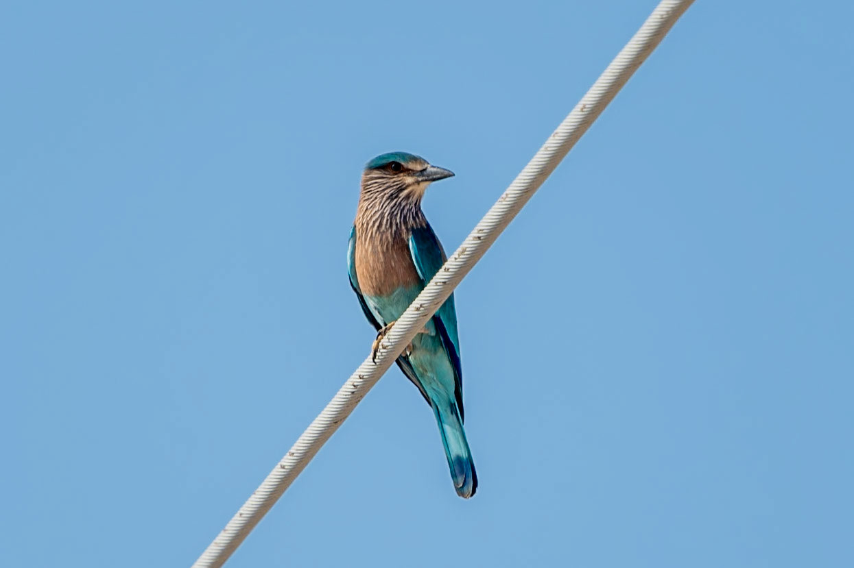 Indian Roller, Bimmah