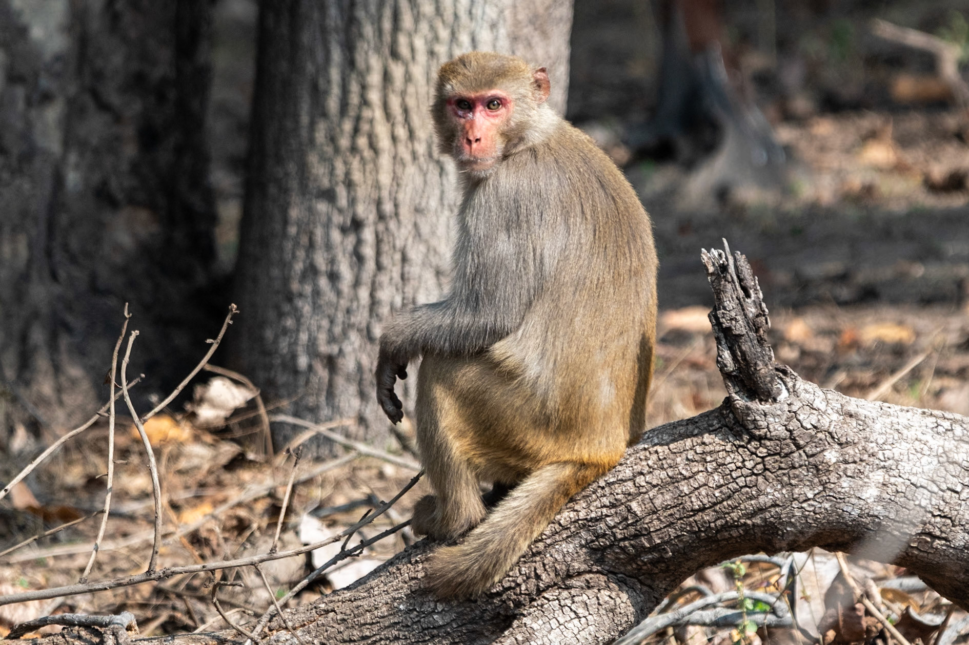 Rhesus macaque, Bandhavgarh, India