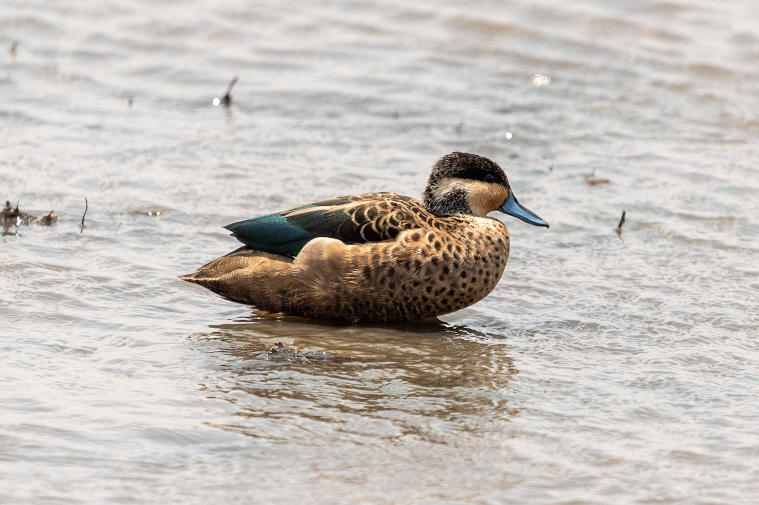 Blue-billed Teal, Ngorongoro Crater