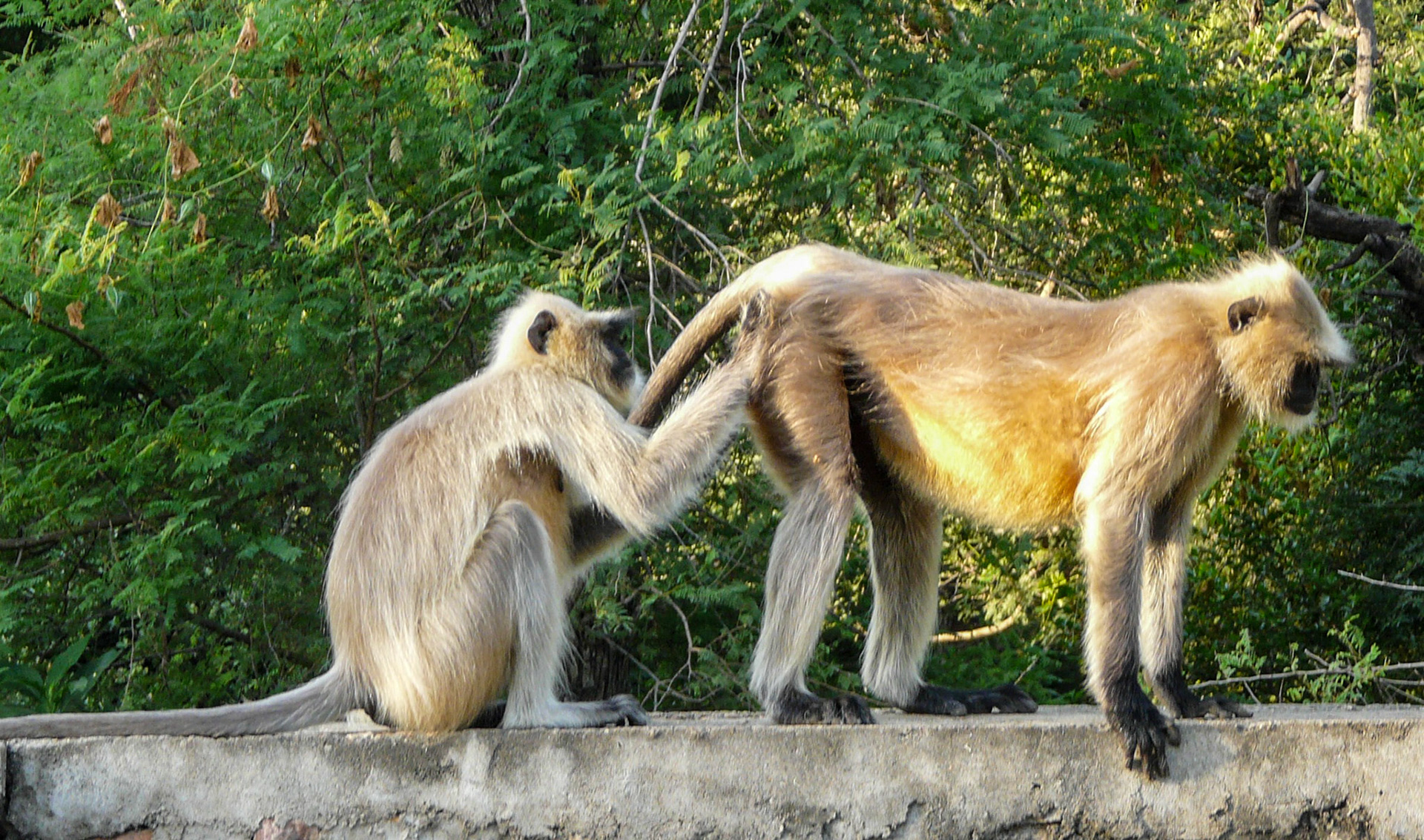 Gray Langur monkeys, Ranthambore, India