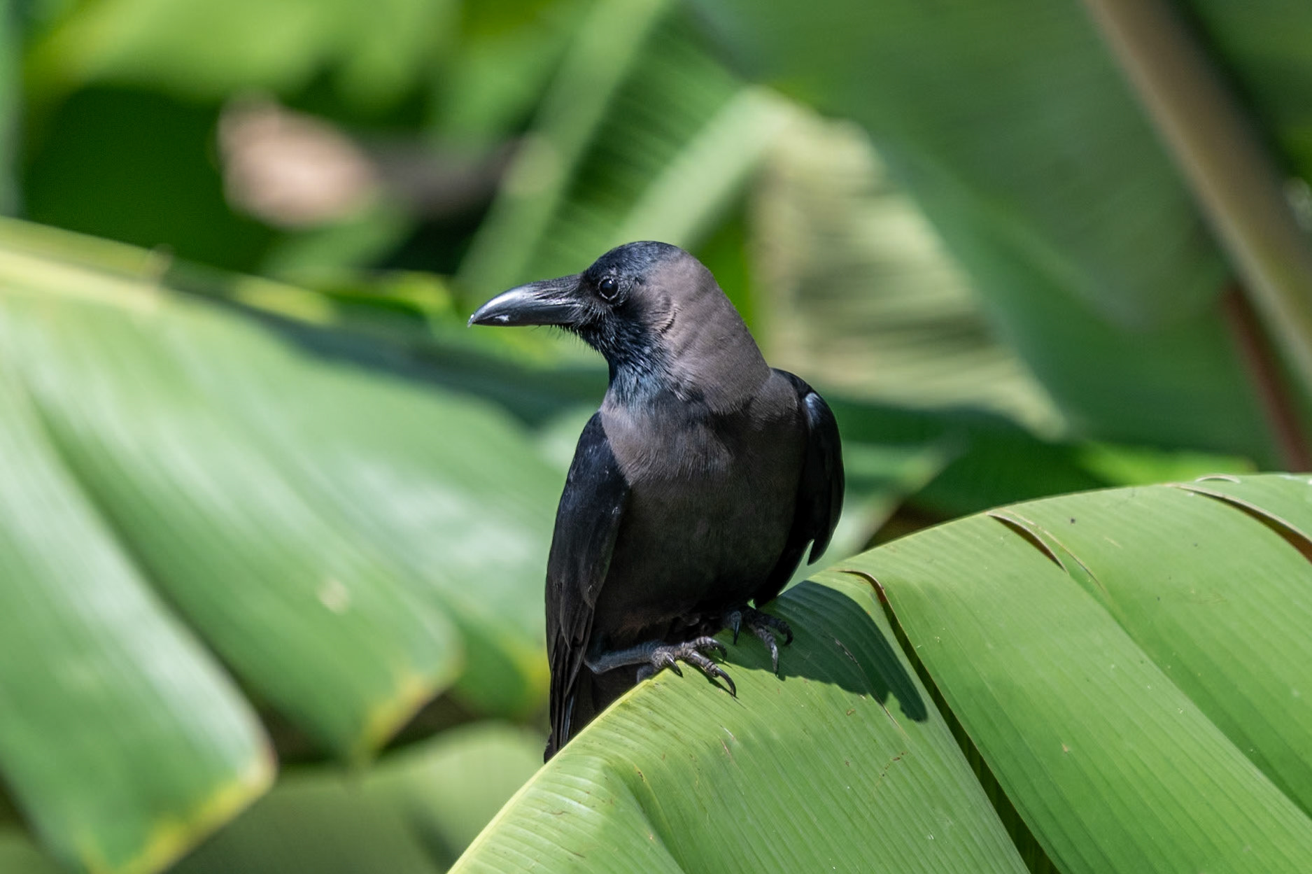 House Crow, Backwaters, Alleppey