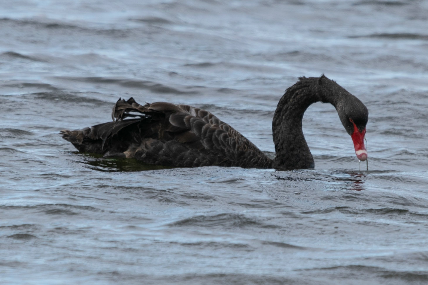 Black Swan, St Helens, Tas