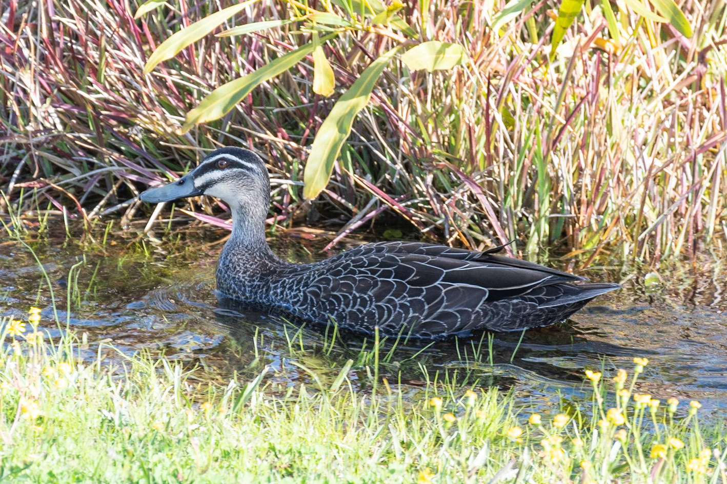 Pacific Black Duck, Mandurah, WA
