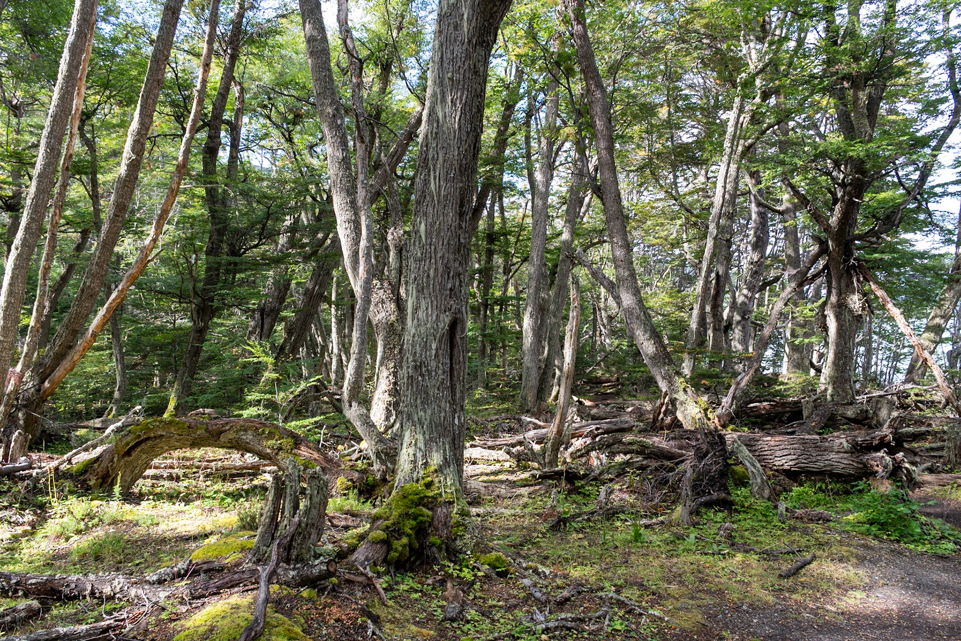 Tierra Del Fuego NP, Ushuaia