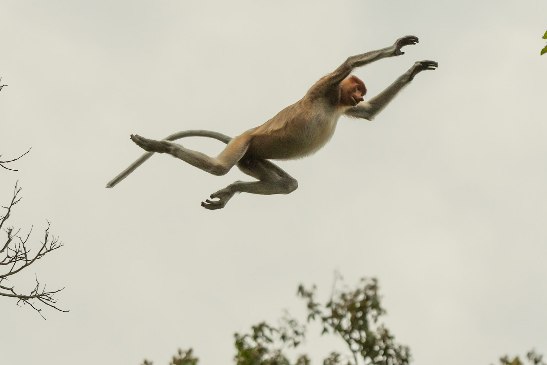 Proboscis Monkey jumping from tree, Kinabatangan River, Malaysia