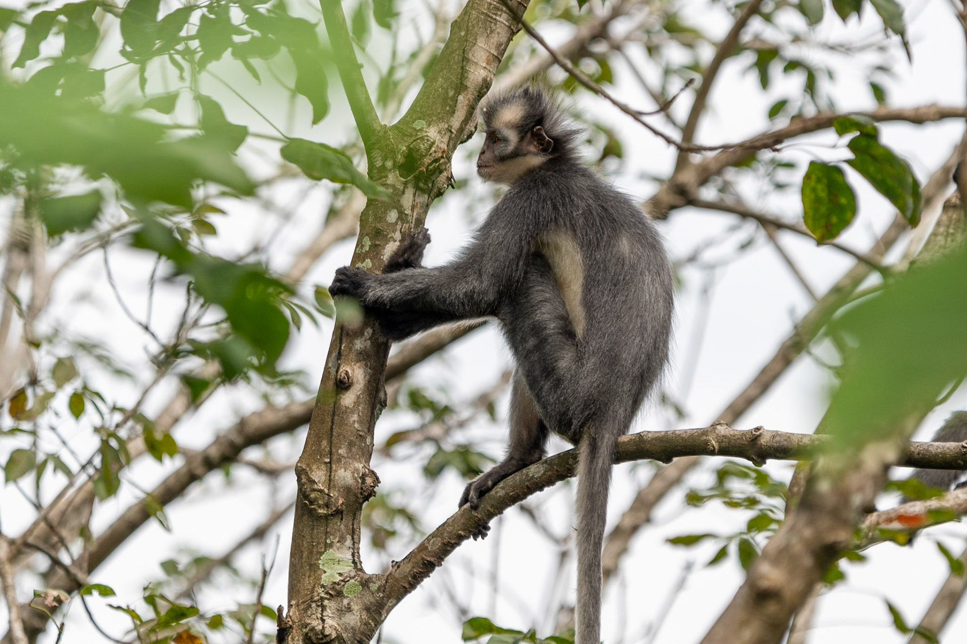 Thomas's Langur, Bukit Lawang, Indonesia