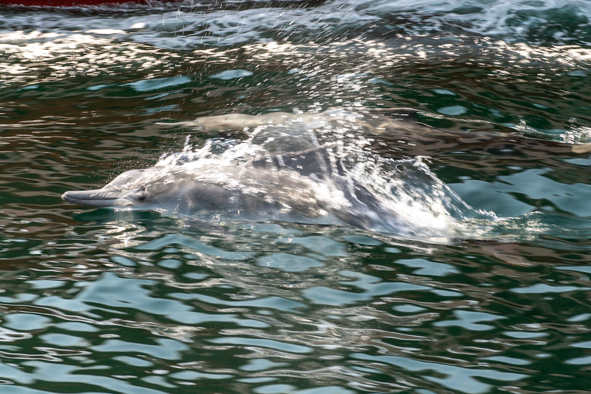 Dolphin, Fjords, Khasab