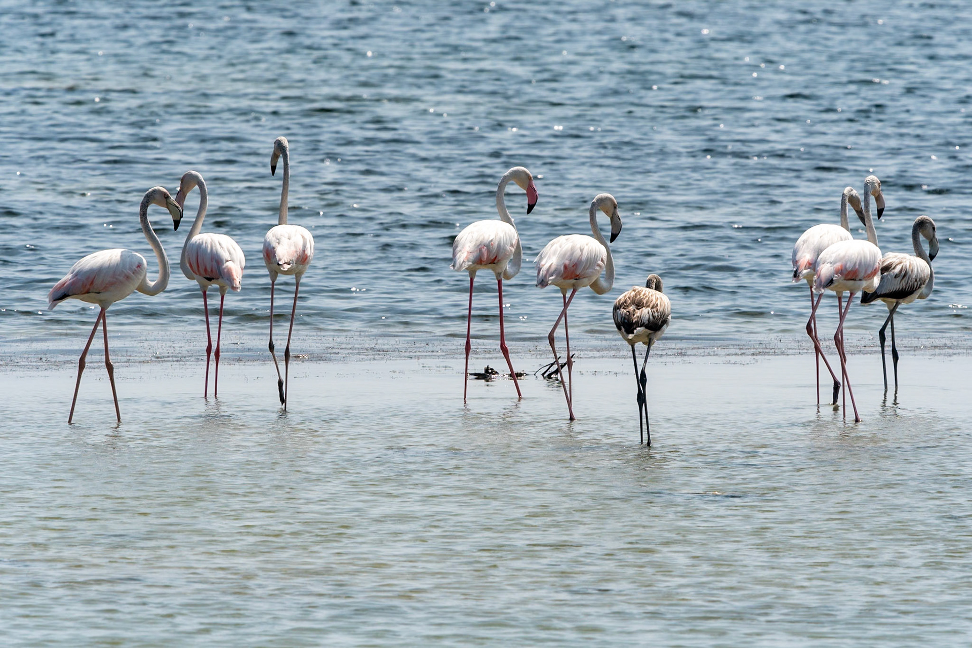 Greater Flamingoes, Wadi Ashawq, Salalah