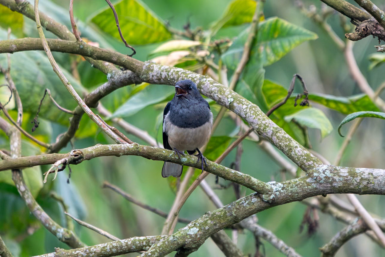 Oriental Magpie-Robin, Coonoor