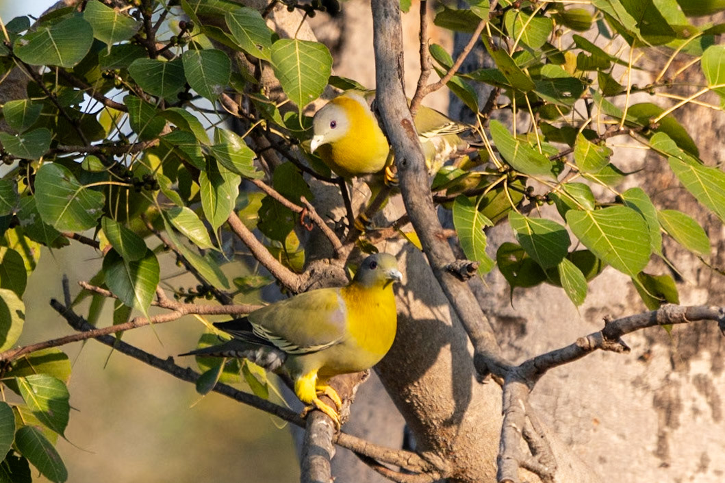 Ashy-headed Green Pigeon, Bandhavgarh