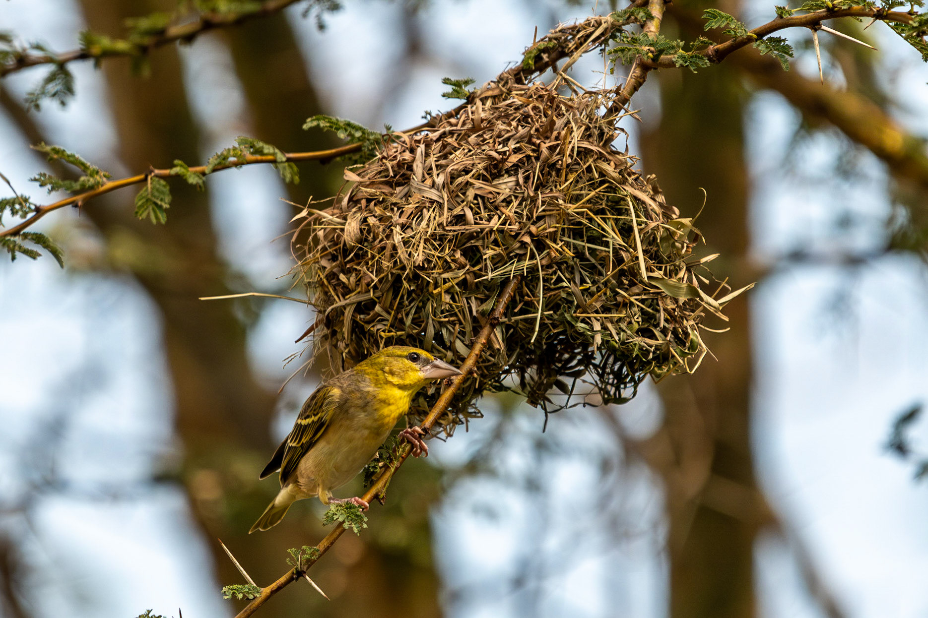 Village Weaver bird (f), Zebra Plains Camp, Maasai Mara