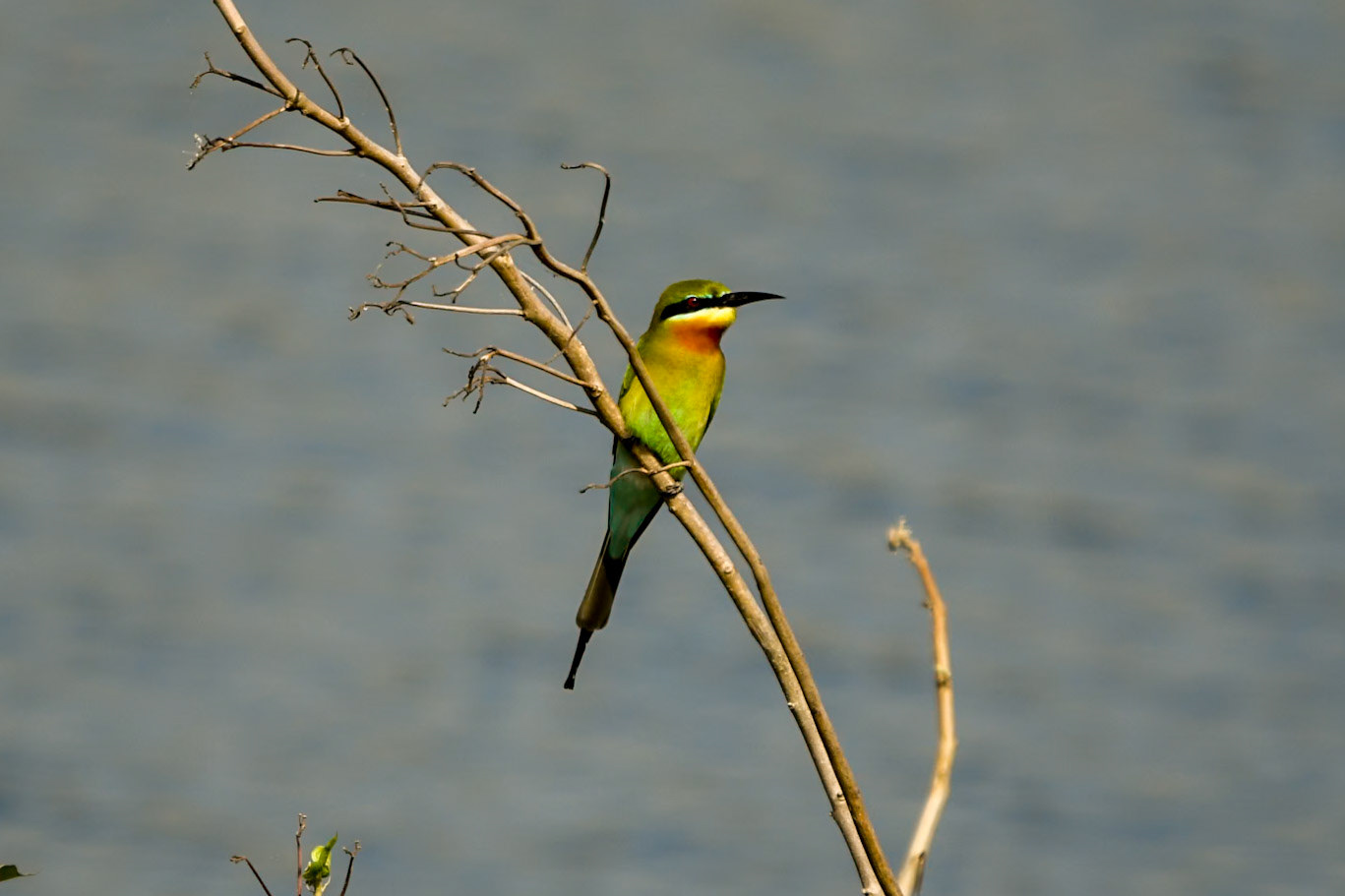 Blue-tailed Bee-eater, En route to Kabini