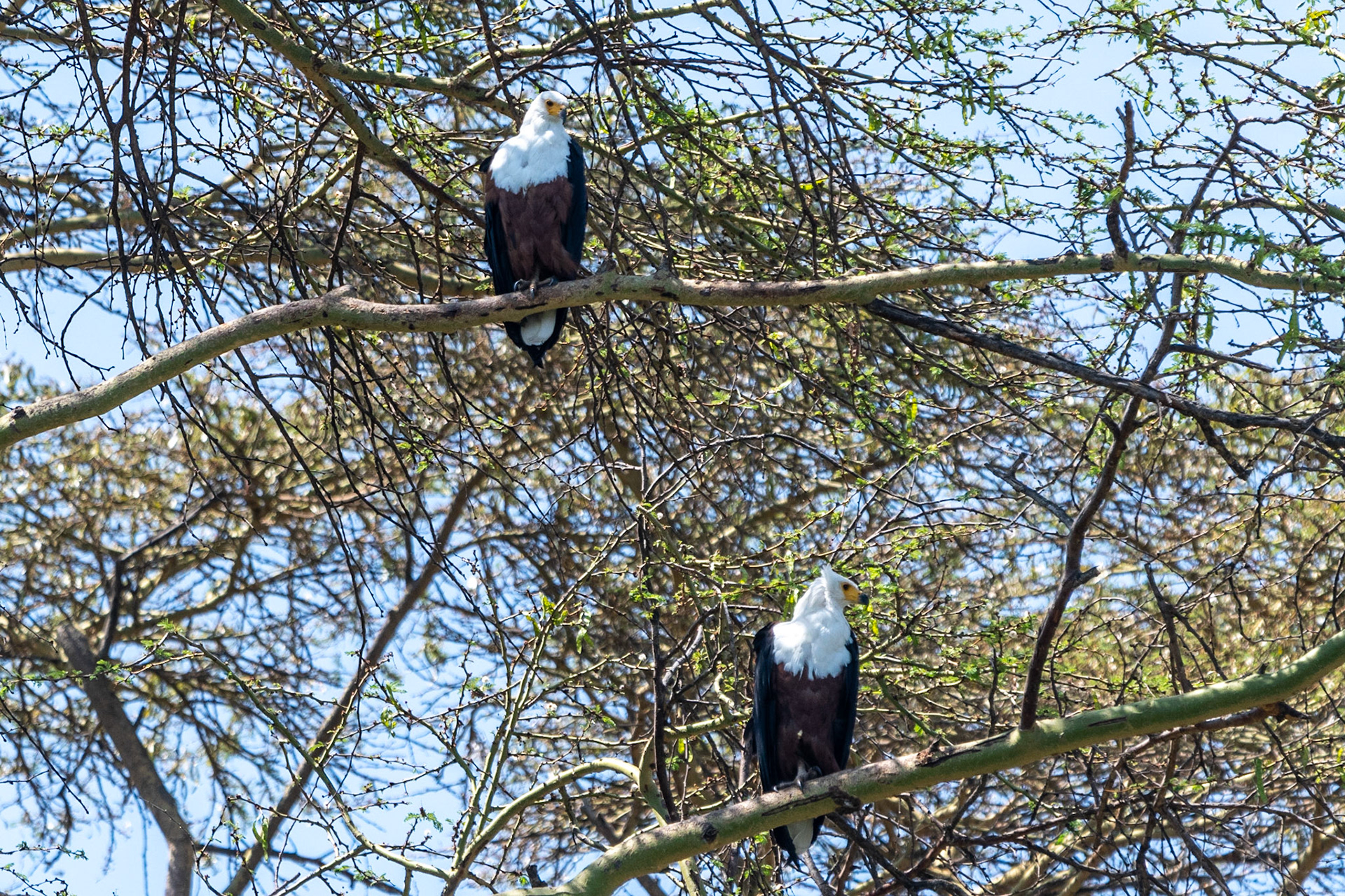 African Fish Eagles, Lake Naivasha