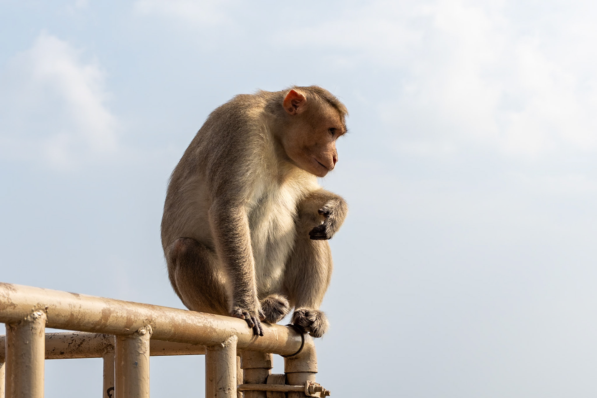 Bonnet macaque, Olakkannesvara Temple, Mahabalipuram, India
