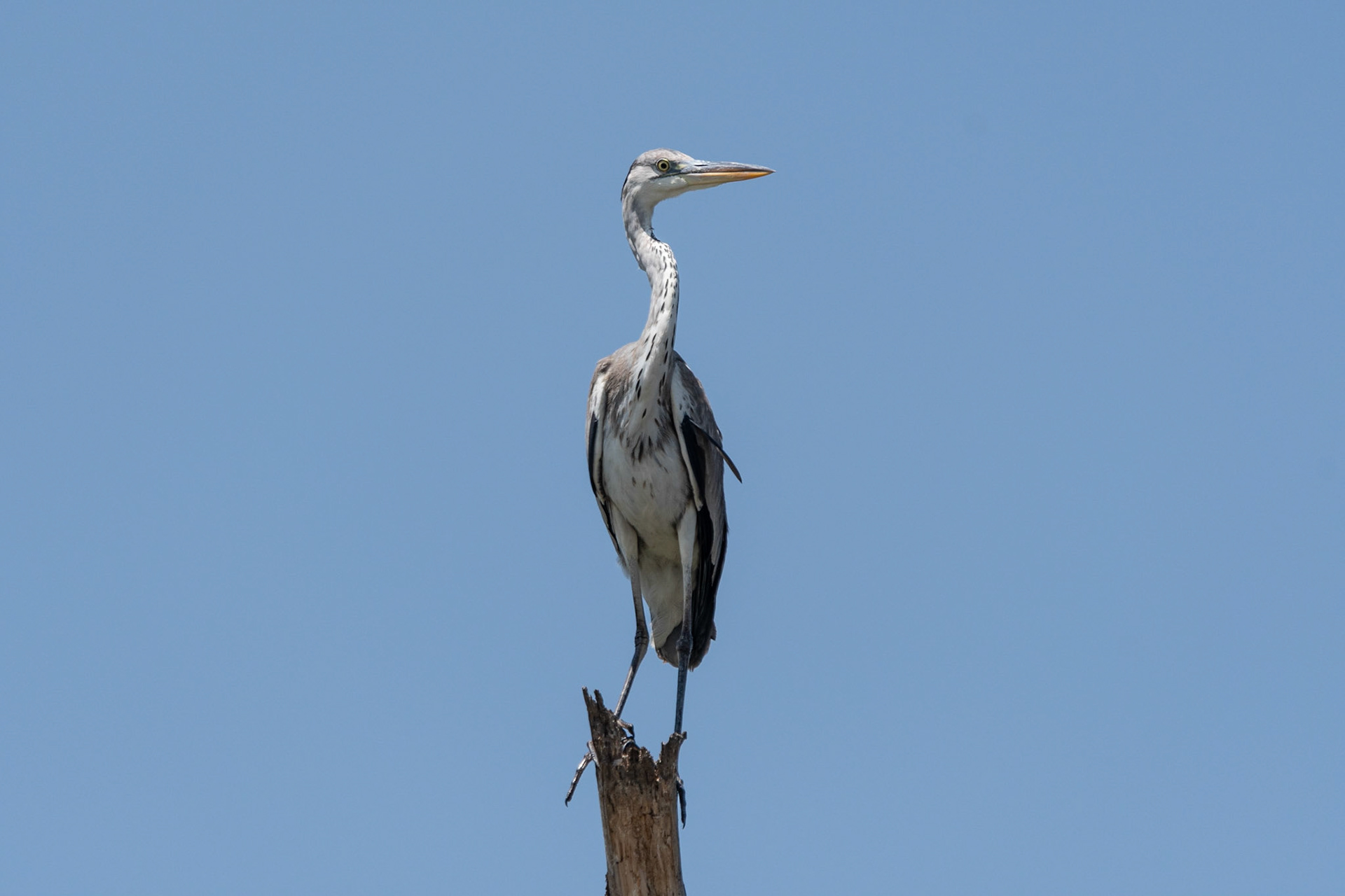 Grey Heron, Lake Naivasha