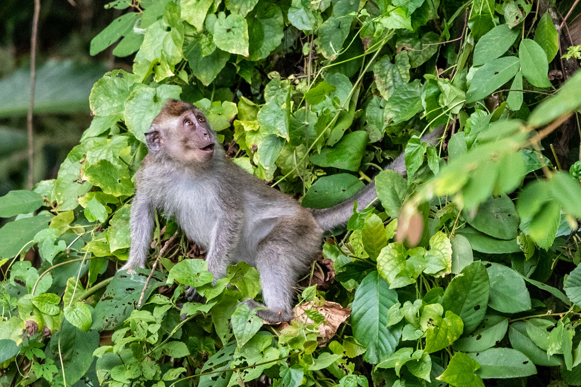 Crab-eating macaque, Bilit, Malaysia