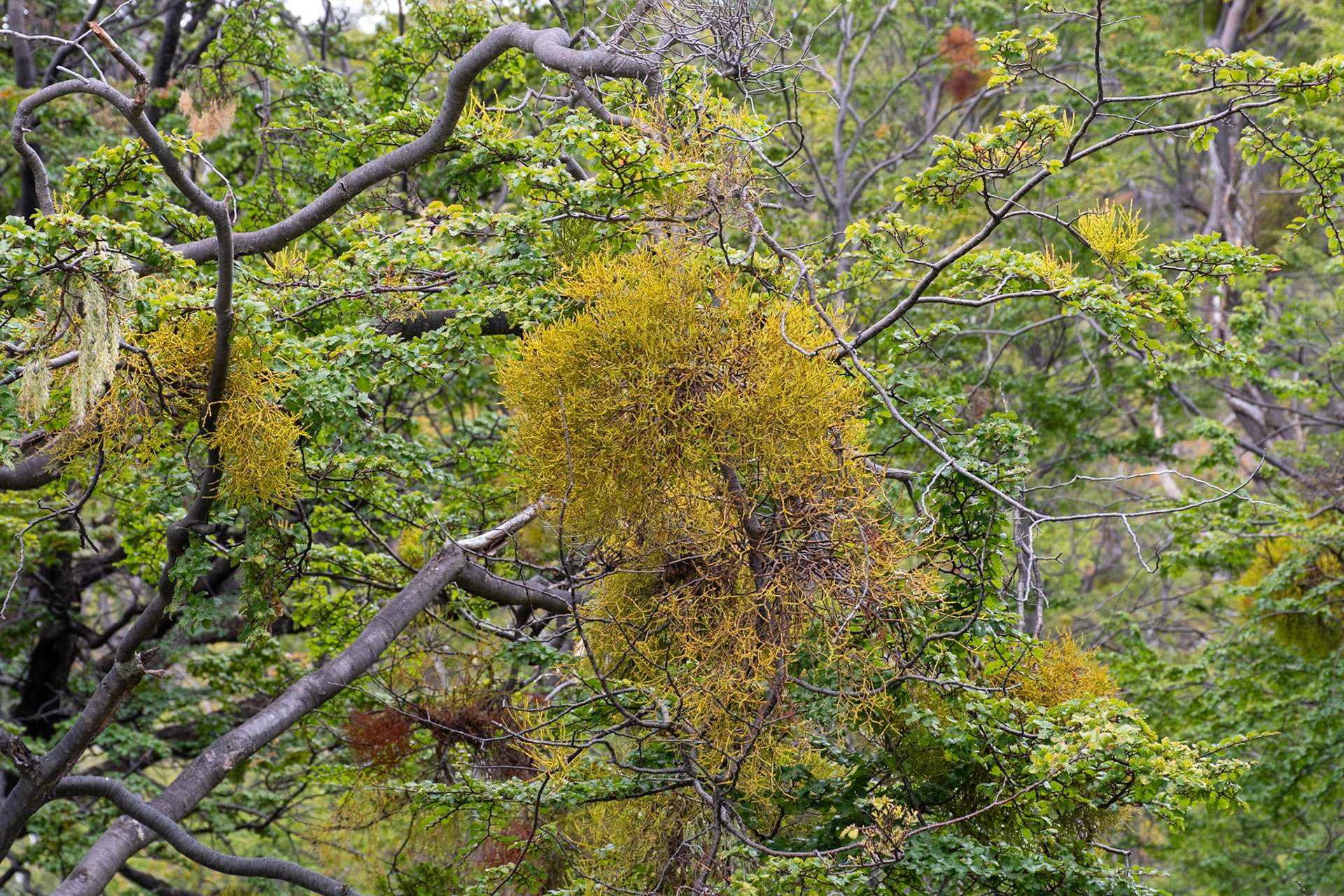 Tierra Del Fuego NP, Ushuaia