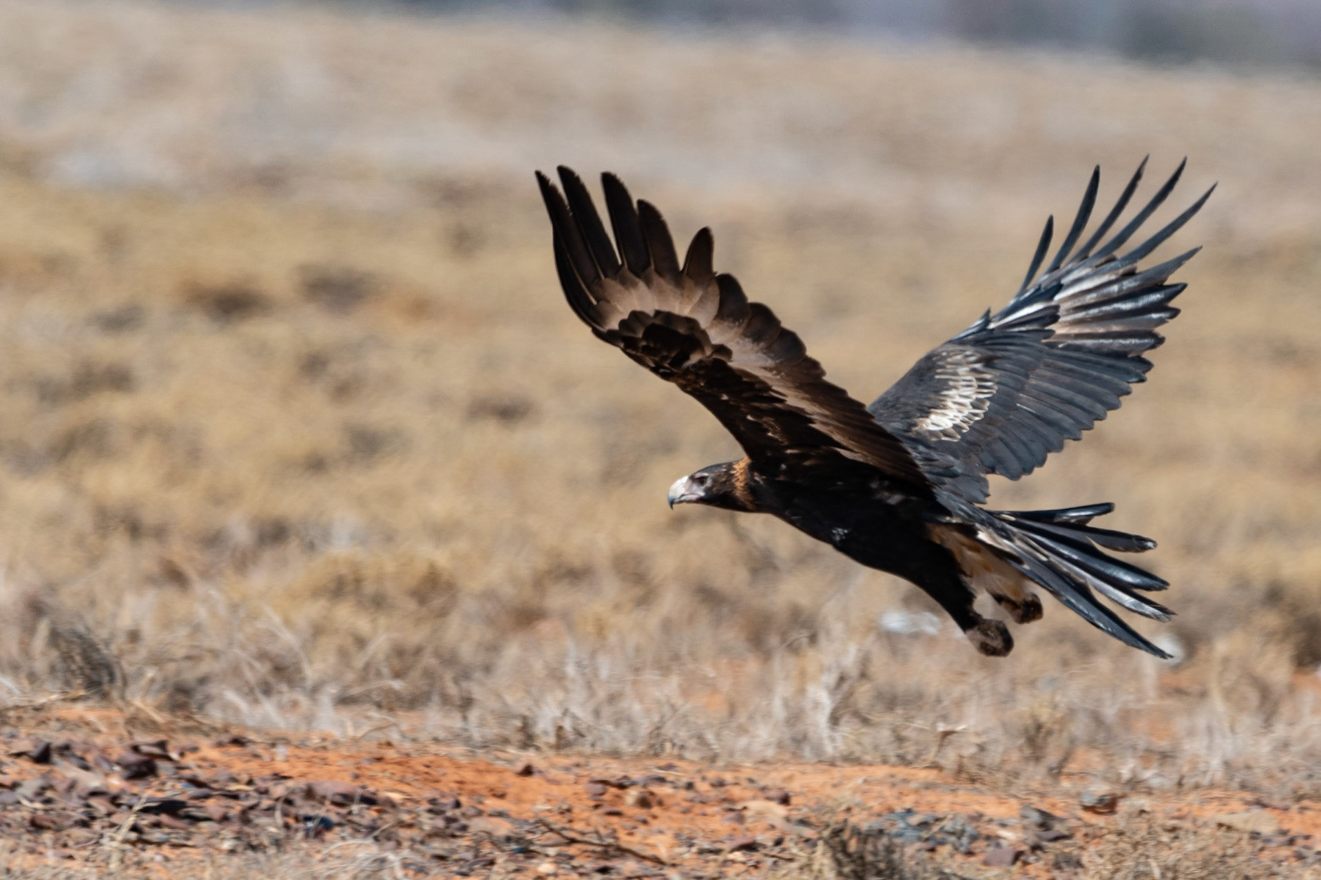 Wedge-tailed Eagle, Flinders Ranges, South Australia
