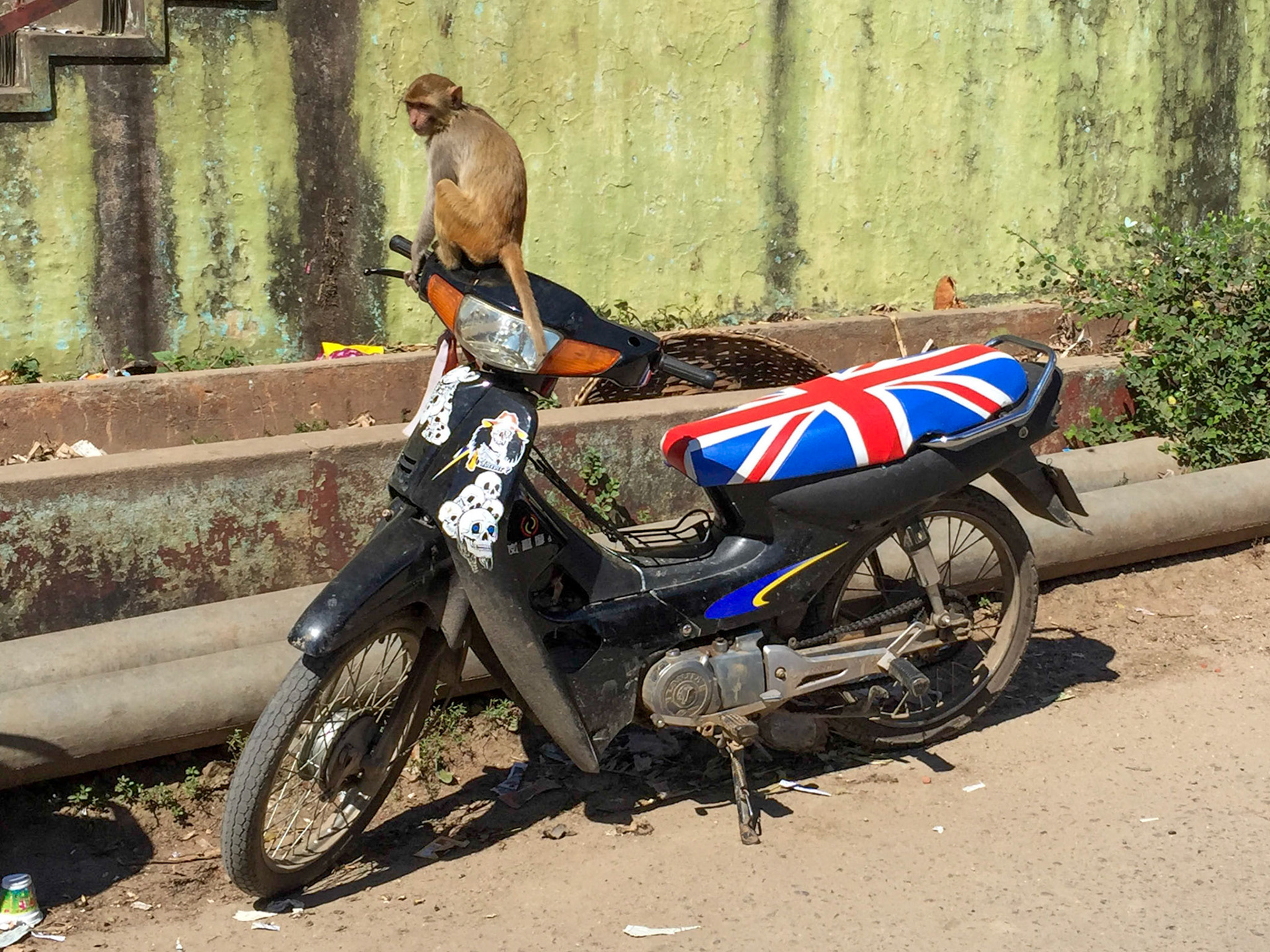 Rhesus macaque on a motorbike, Mount Popa, Myanmar