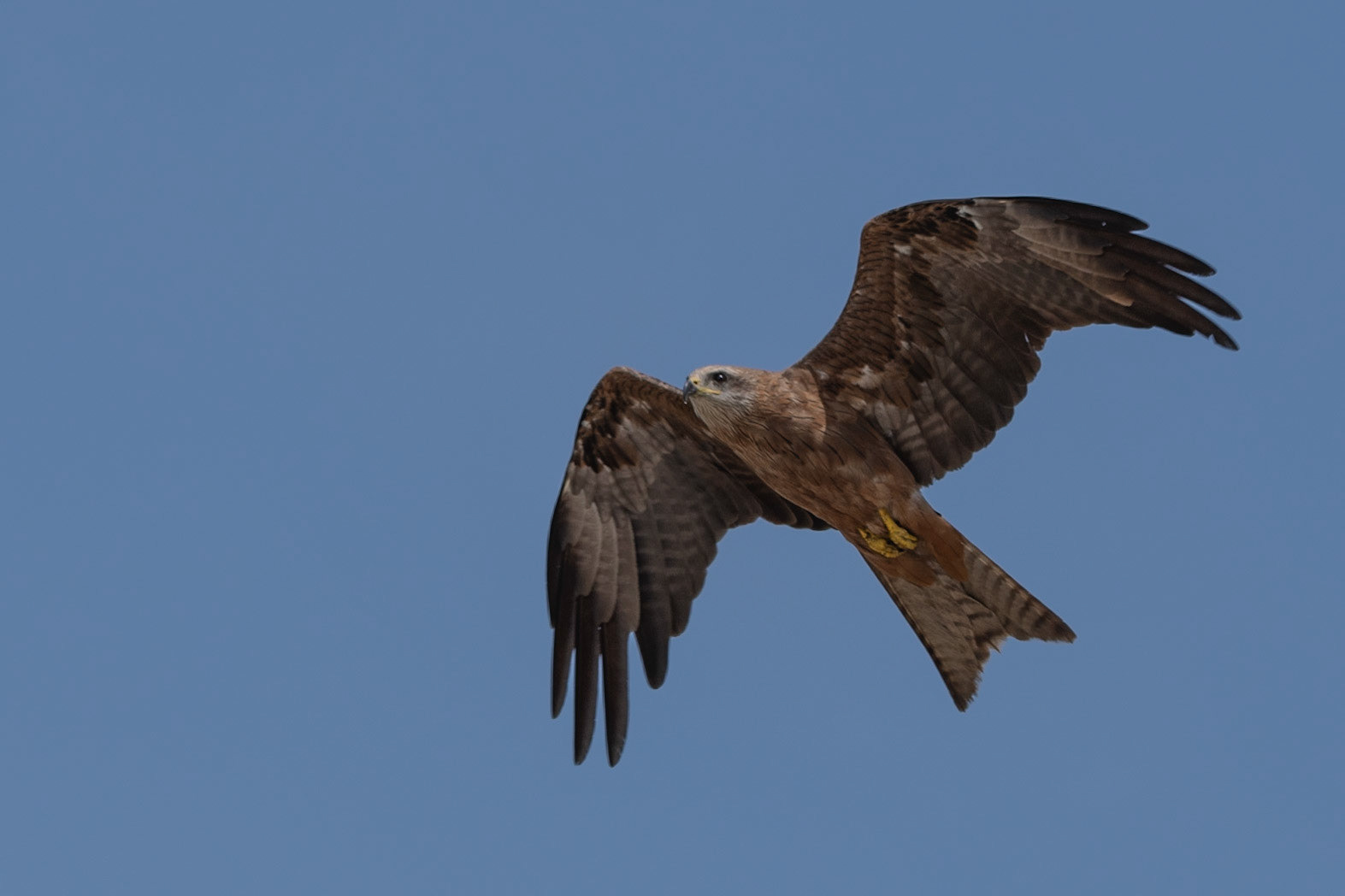 Black Kite, Adelaide River, Northern Territories, Australia