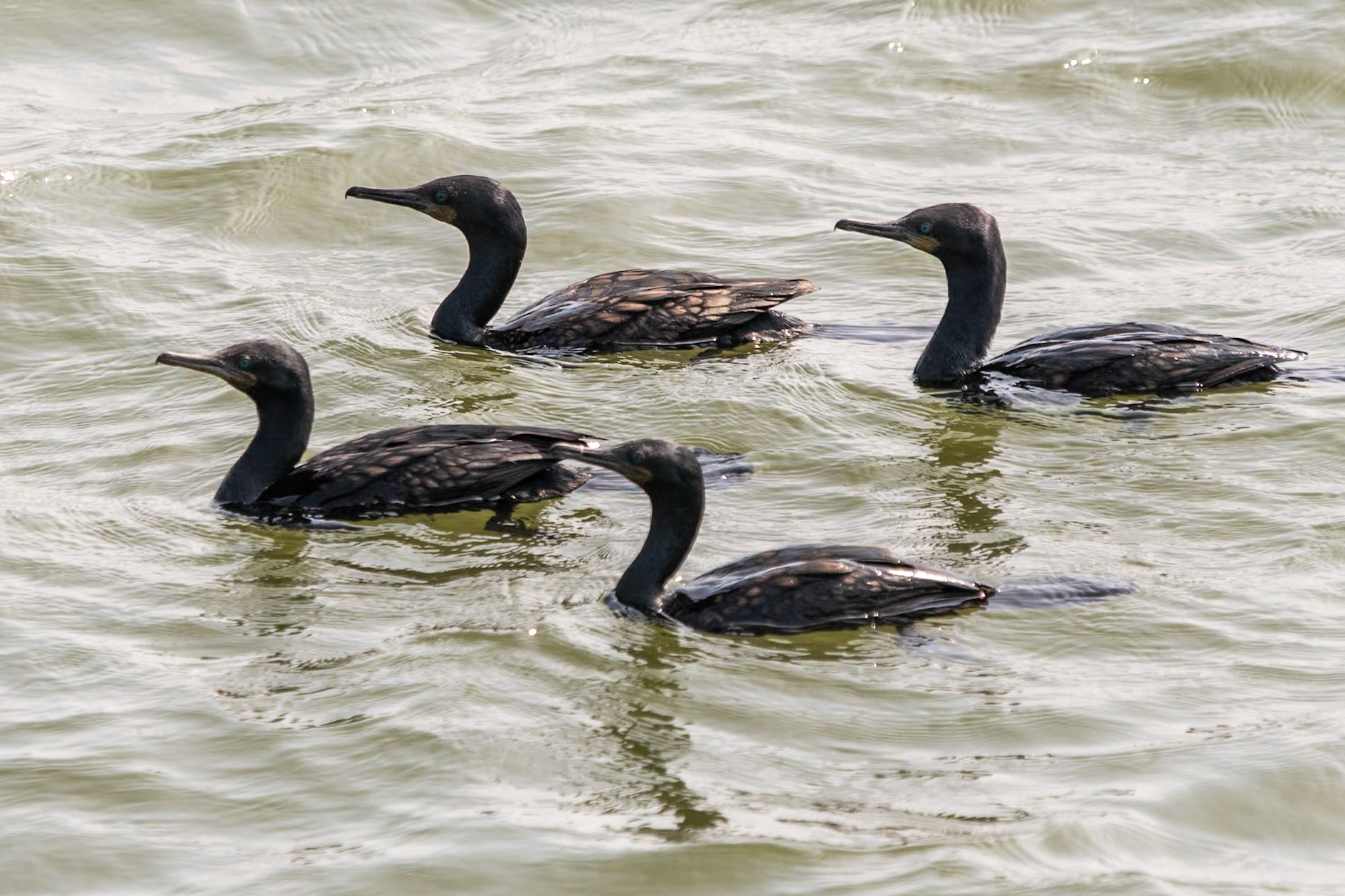 Indian Cormorants, en route to Chennai