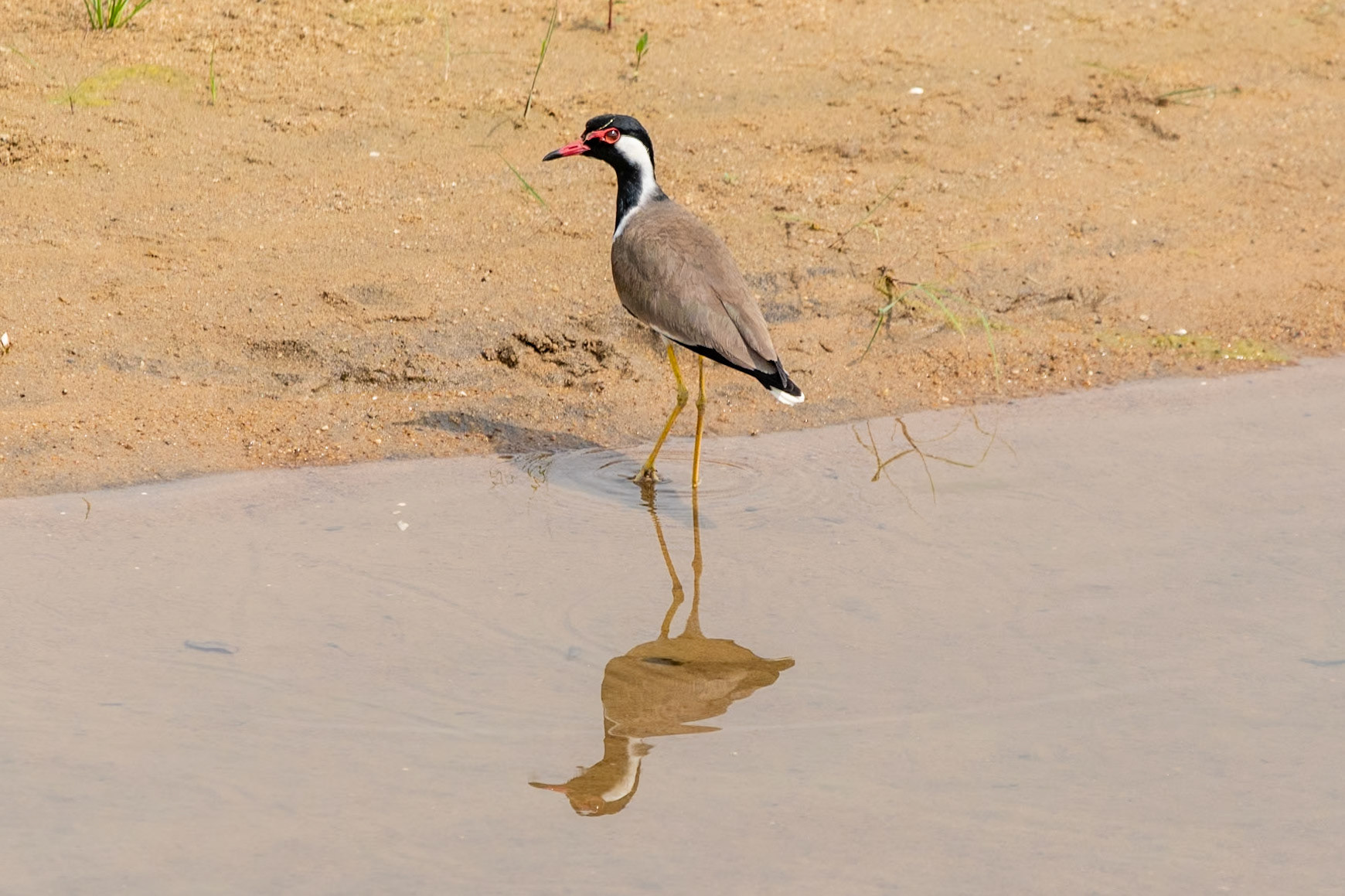 Red-wattled Lapwing, en route to Puducherry