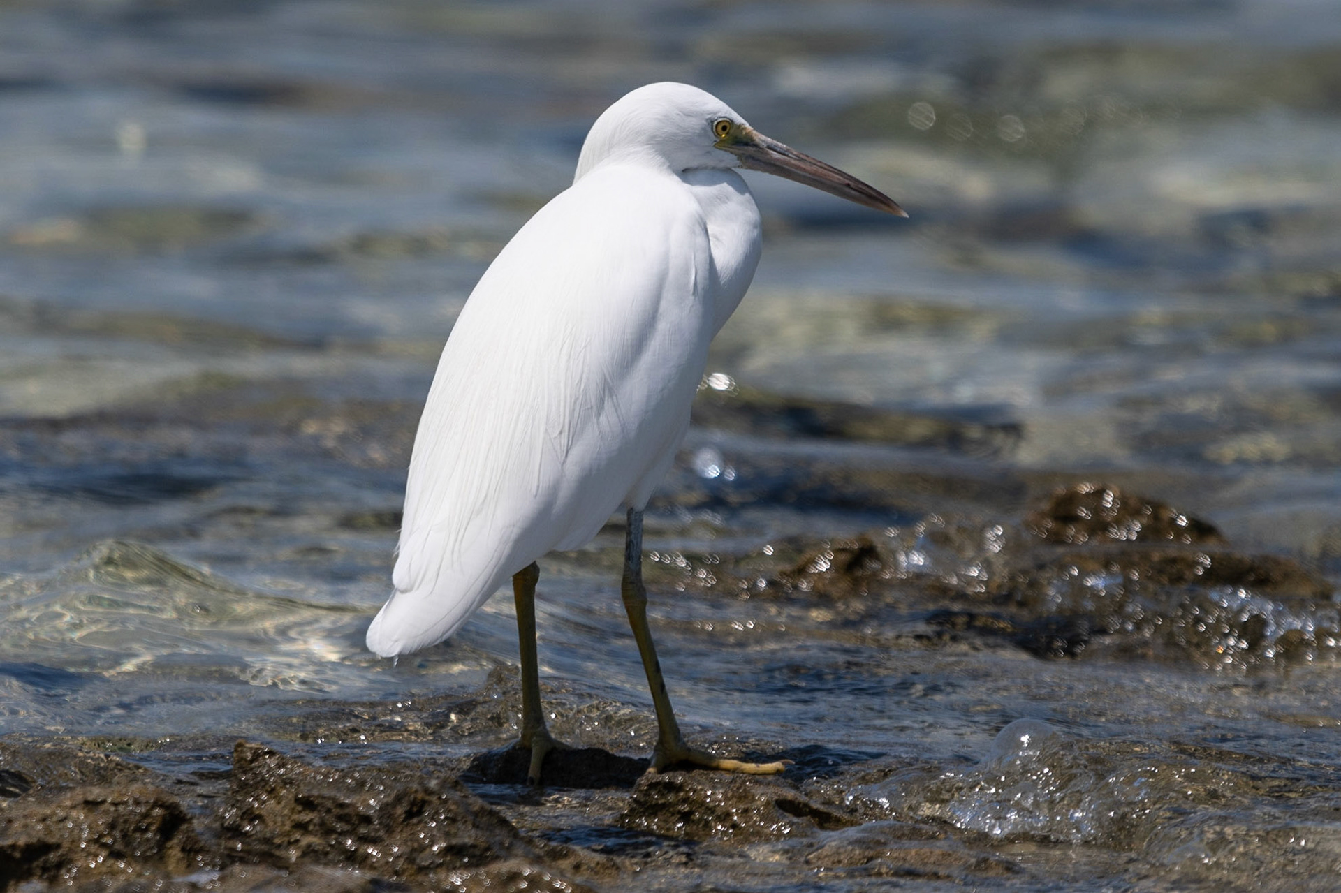 Eastern Reef Egret, Green Island, Qld
