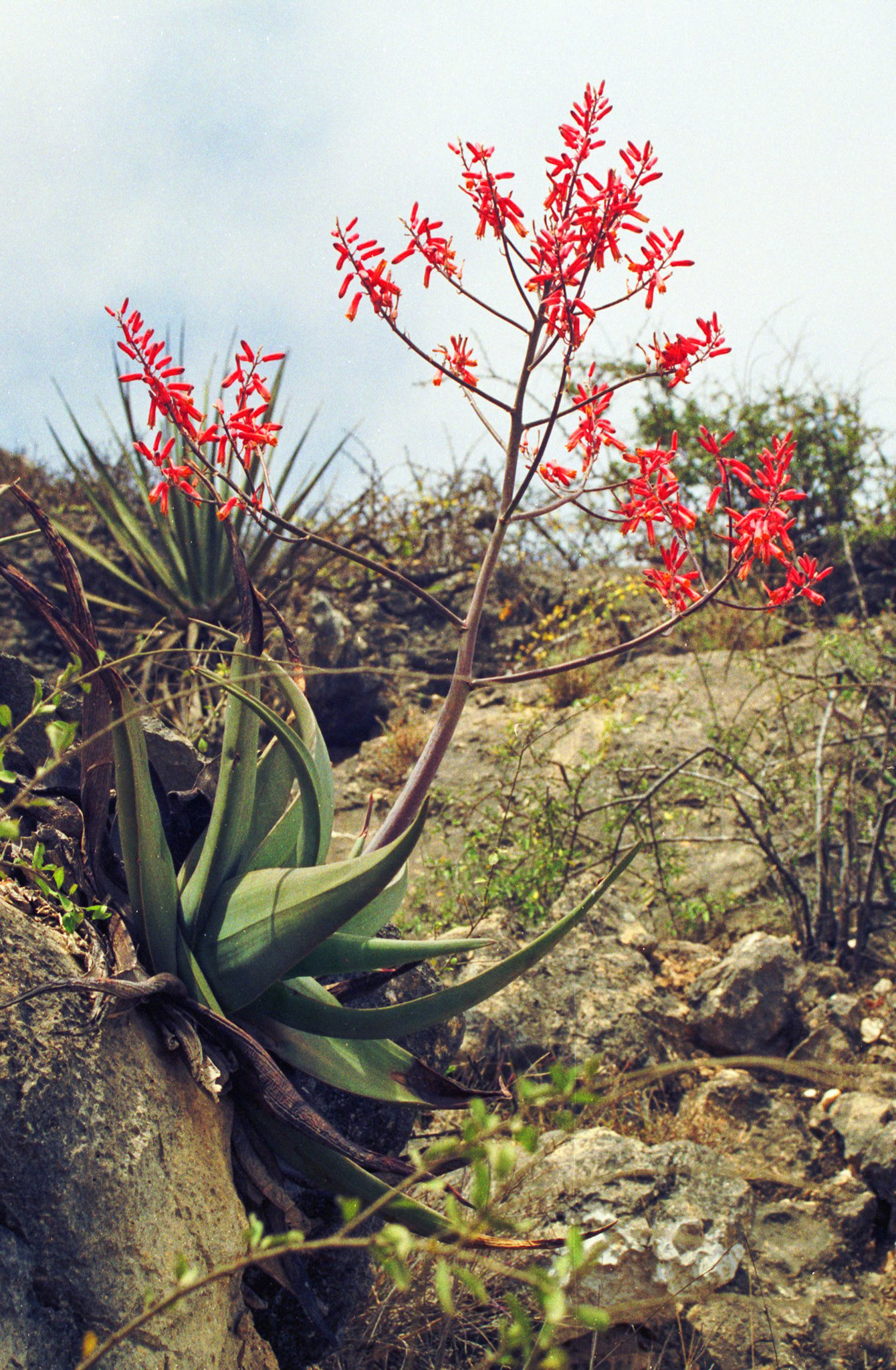 Wildflowers, Salalah