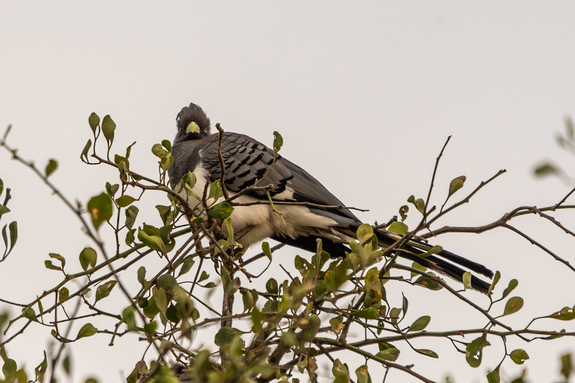 White-bellied Go-Away Bird, Tarangire National Park