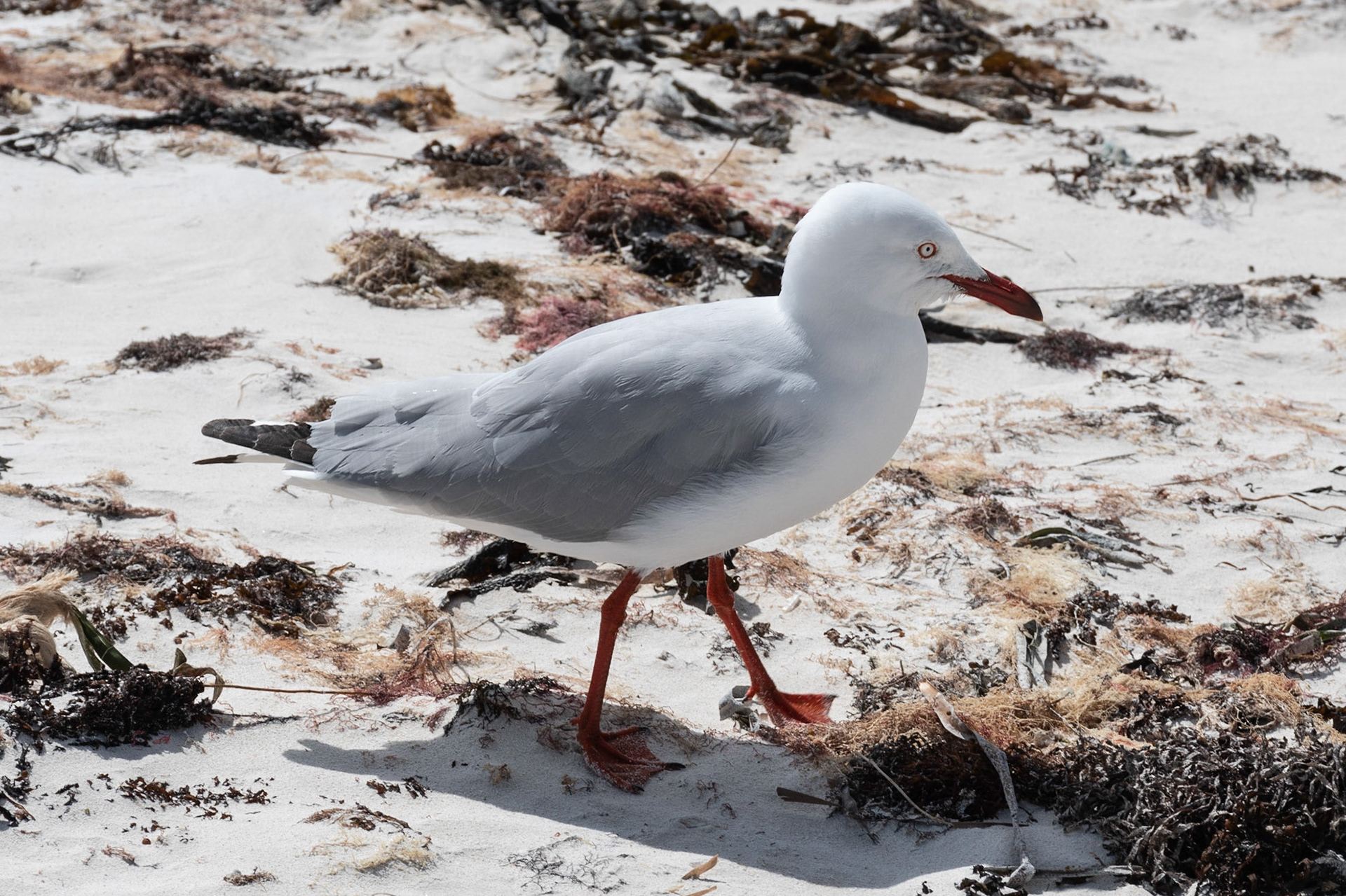 Silver Gull, Cervantes, WA