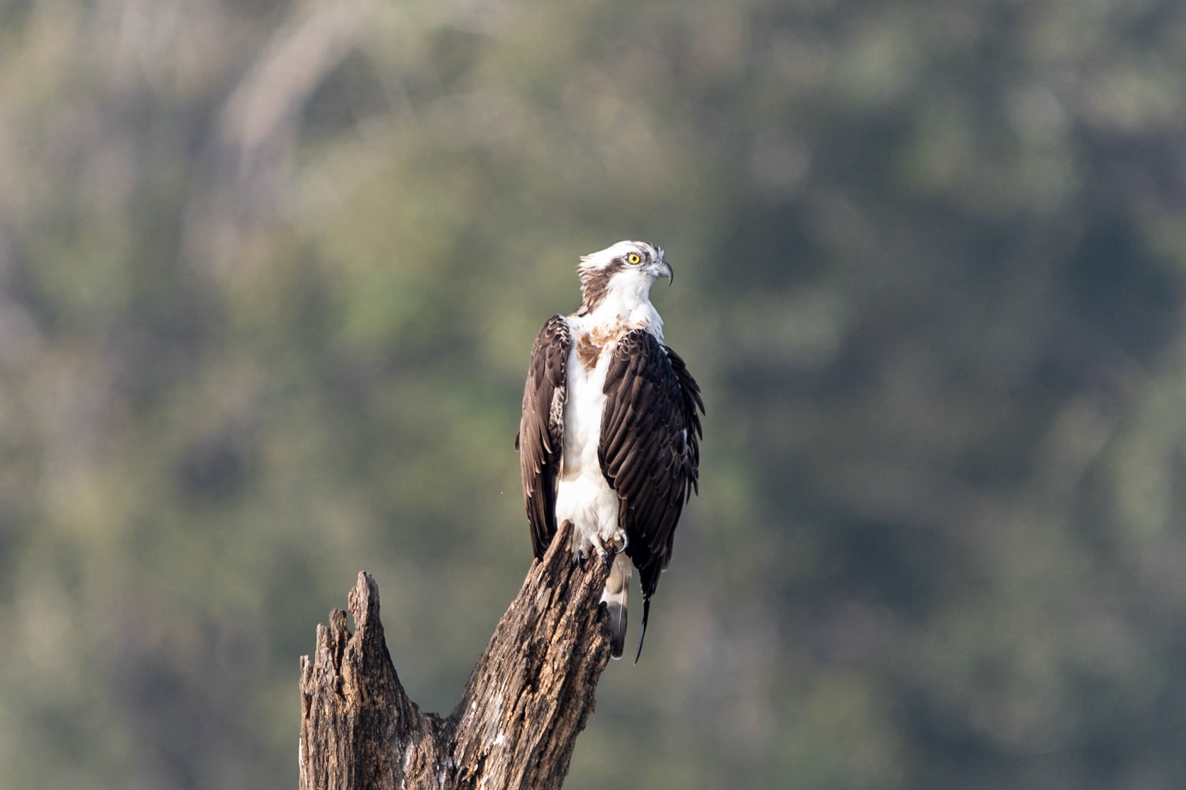 Osprey, Nagarahole