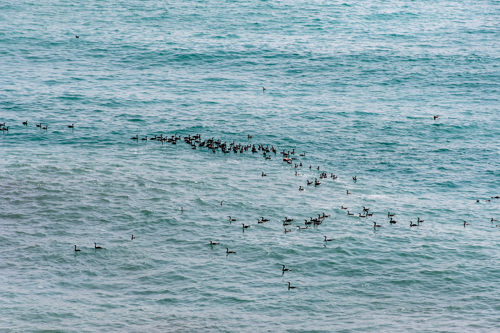 Socotra Cormorants, Mughsail