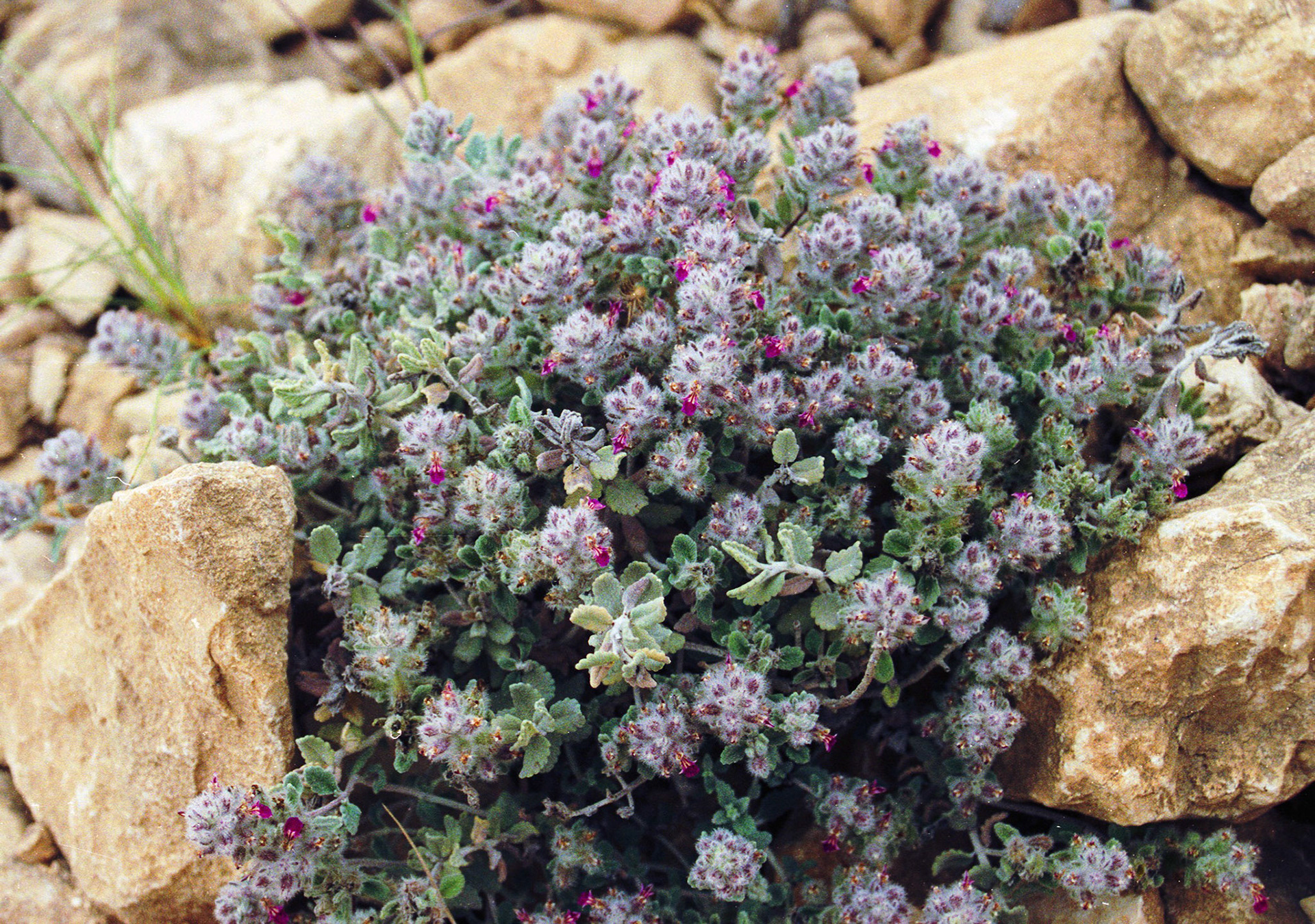 Wildflowers, Salalah