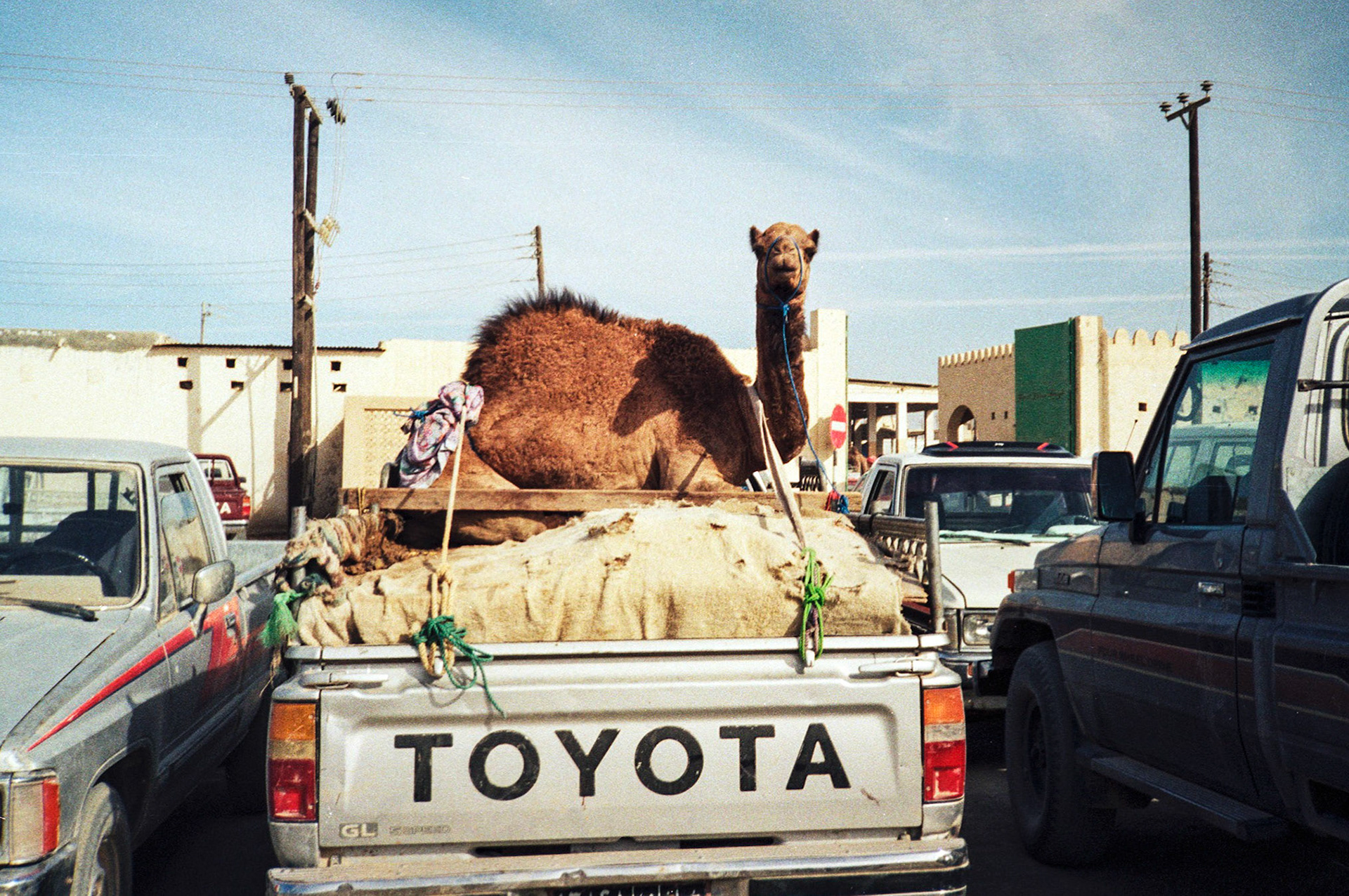 Camel on pick-up, Sanaw
