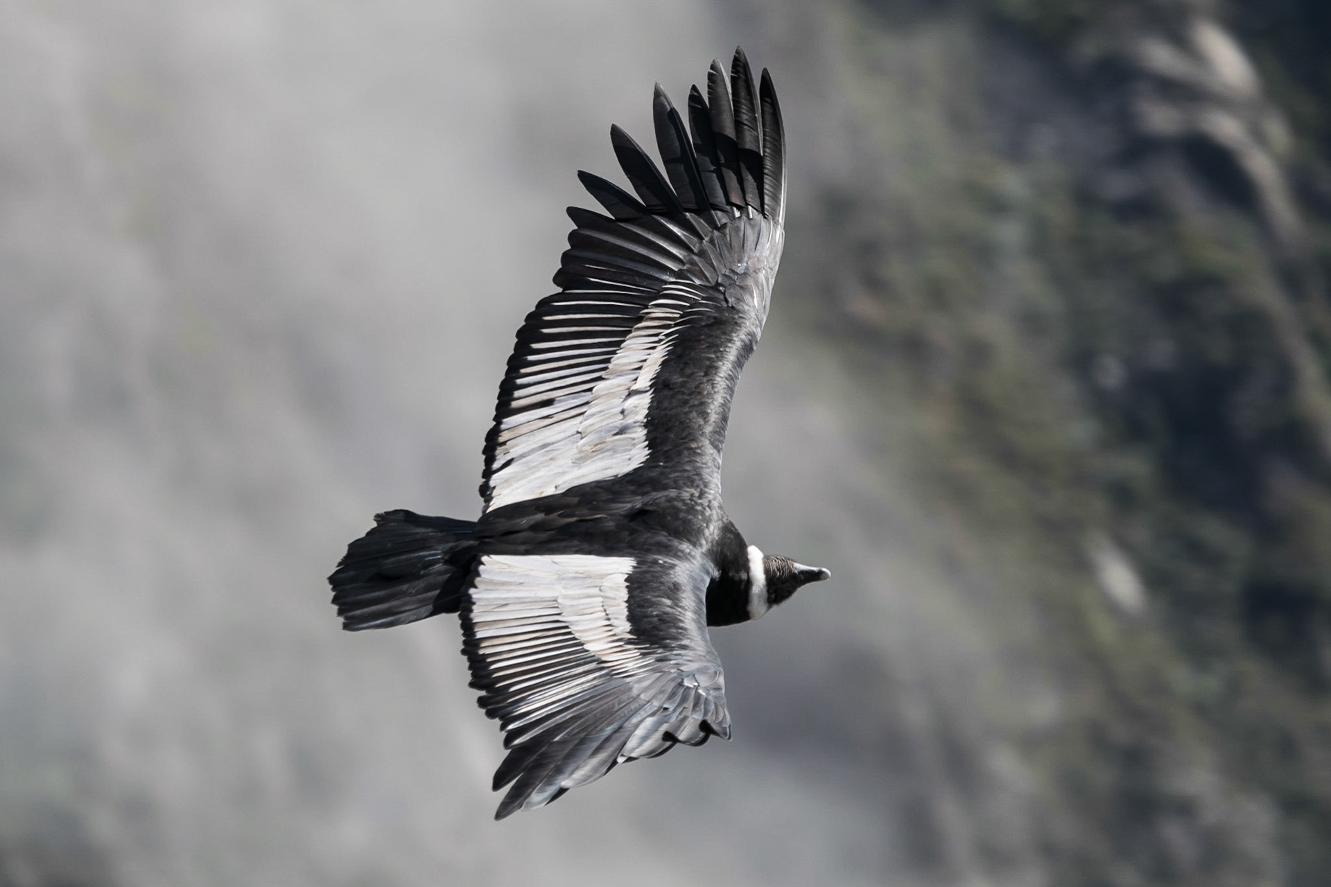 Condor, Colca Canyon, Peru