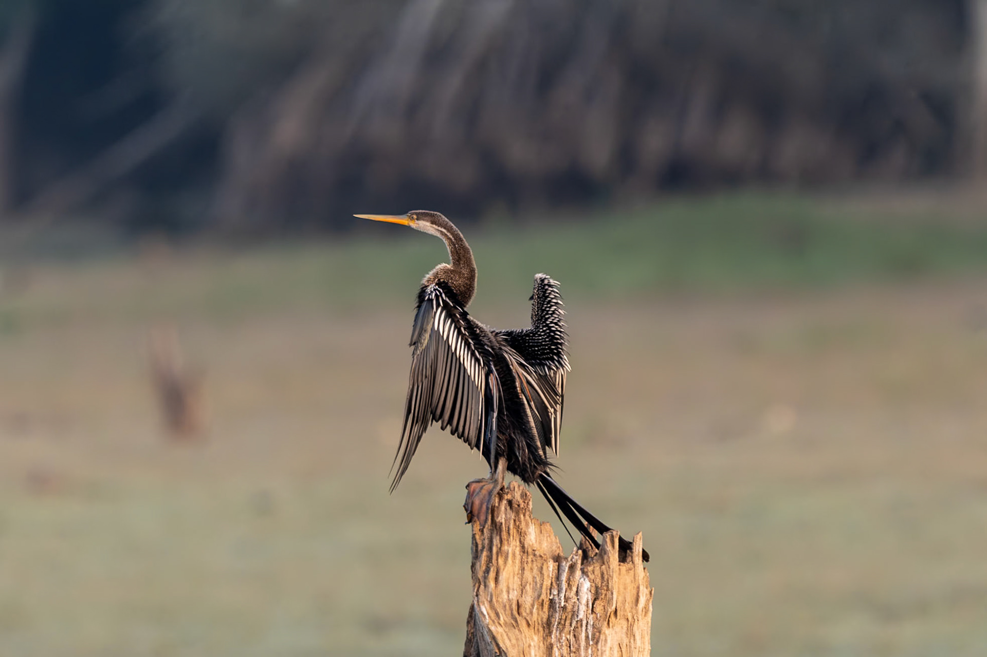 Oriental Darter, Nagarahole
