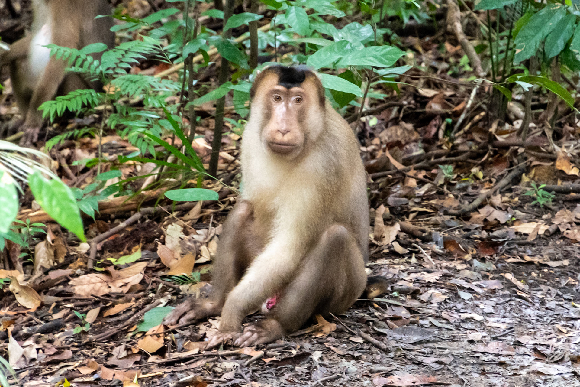 Southern pig-tailed macaque, Bukit Lawang, Indonesia