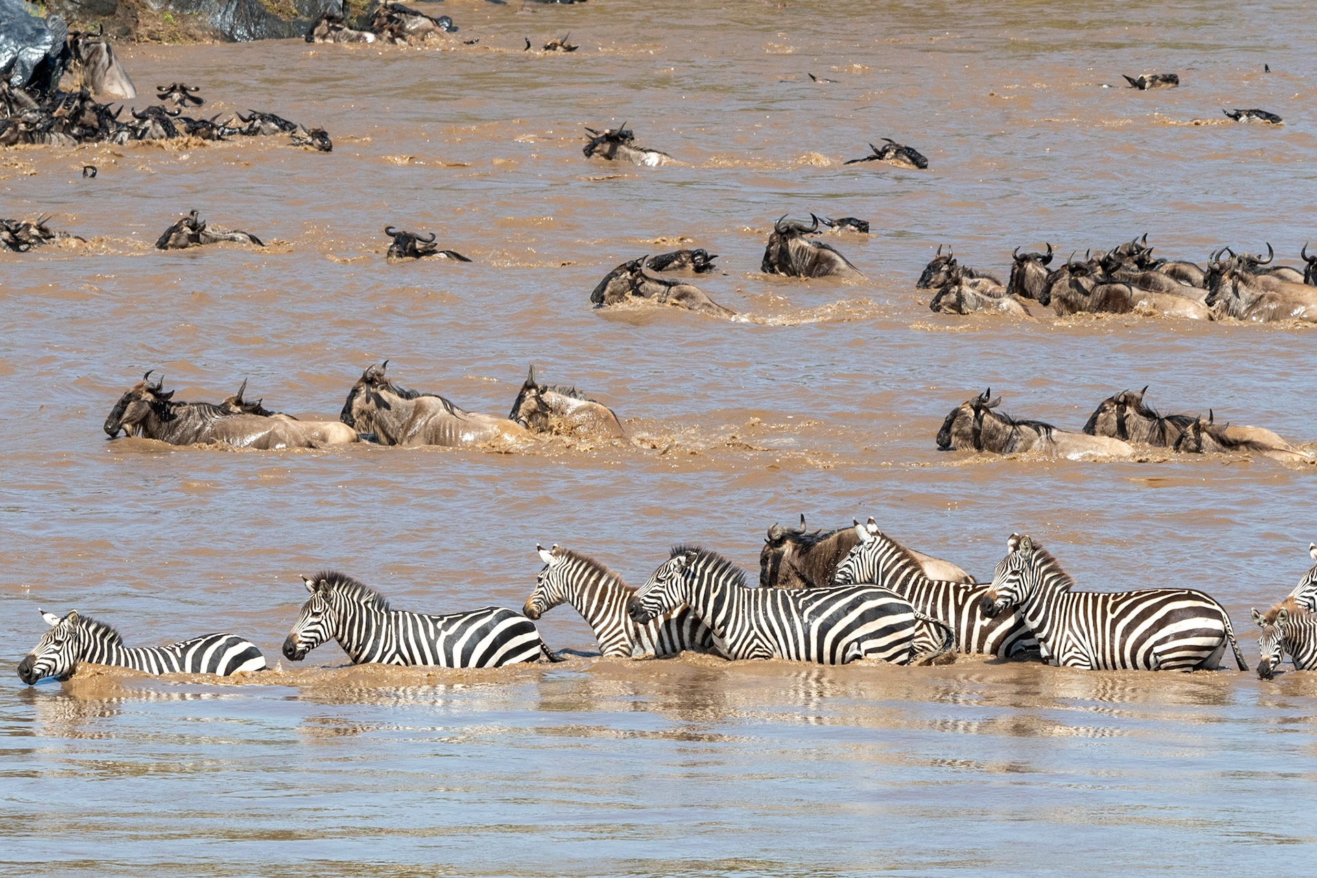 Wildebeests and Zebra crossing Mara River, Maasai Mara