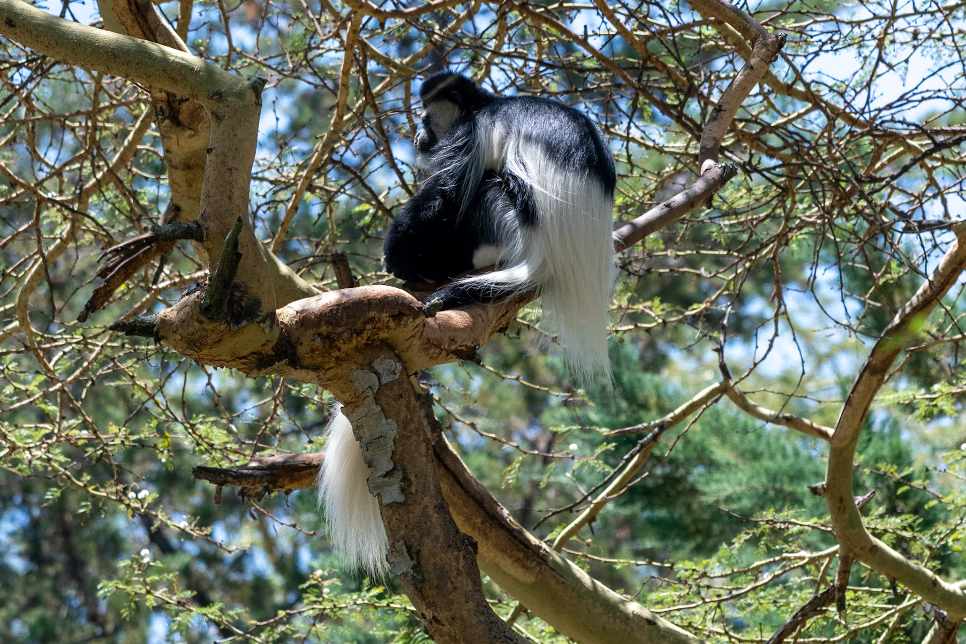 Black-and-white Colobus Monkeys, Elsamere, Lake Naivasha, Kenya