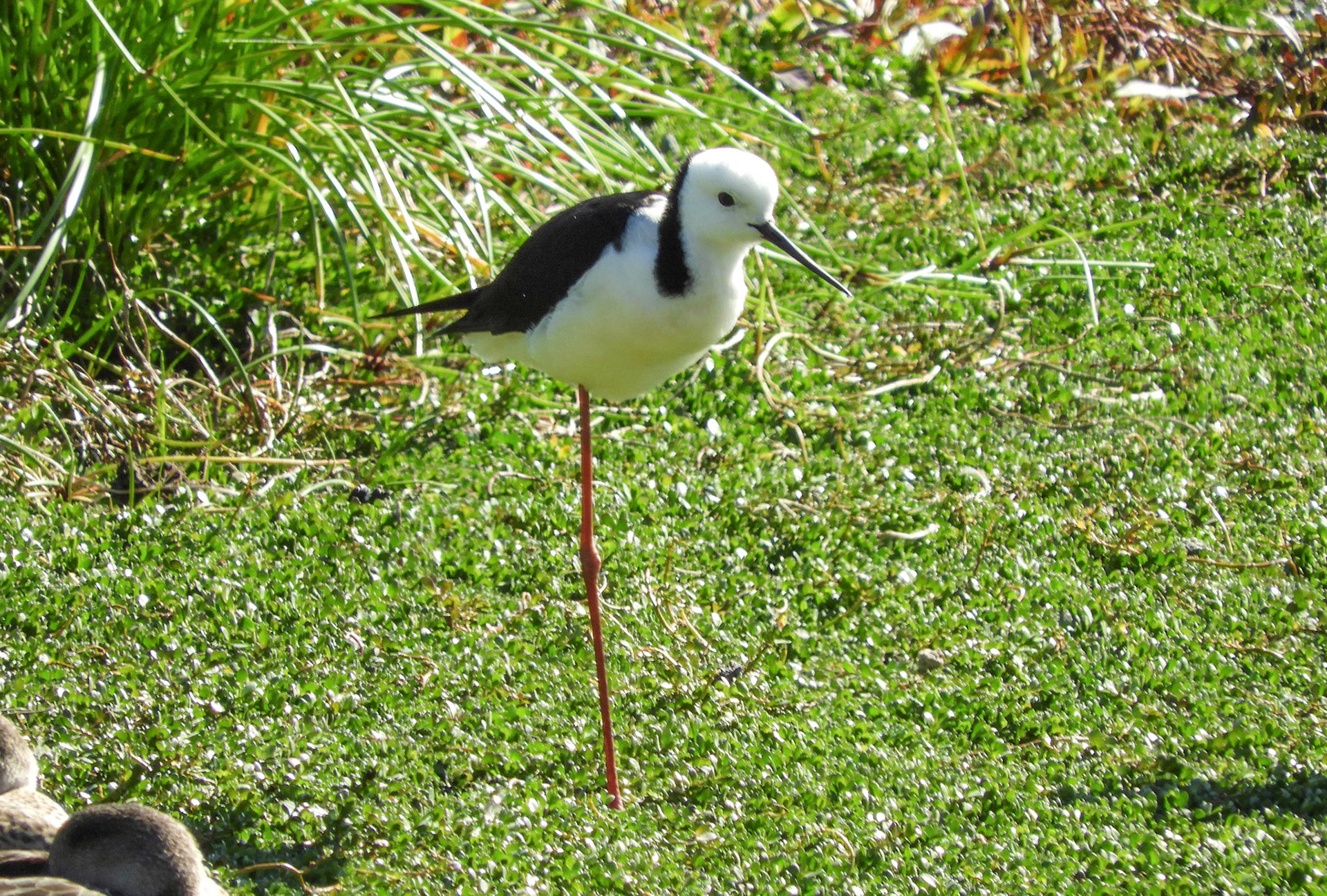 Black-winged Stilt, Yanchep, WA (credit Alfiehaz)