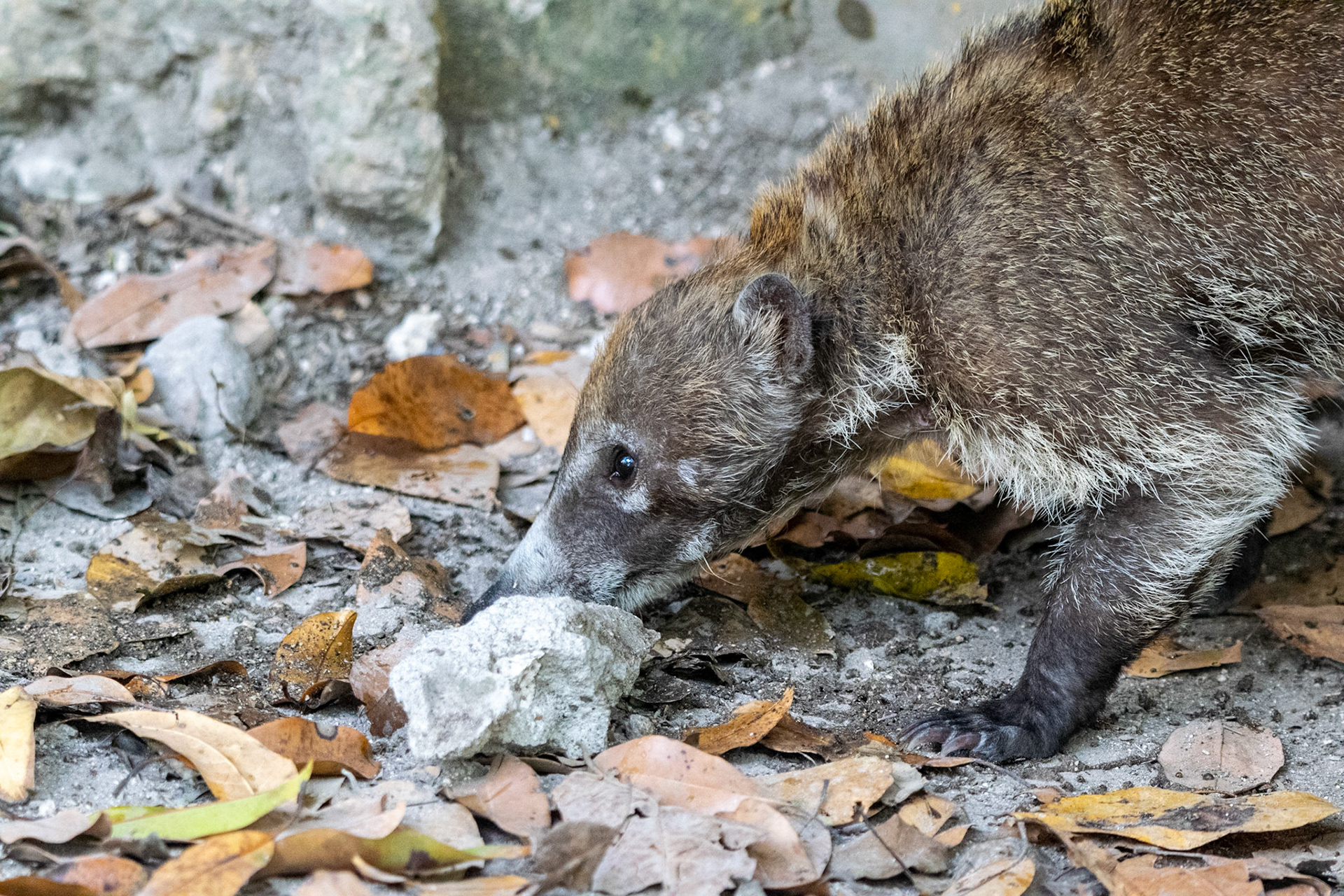 White-nosed Coati, Tikal